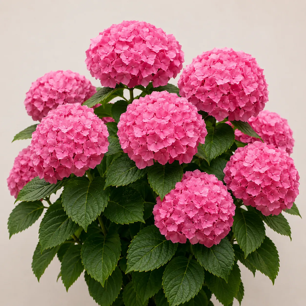 hydrangea