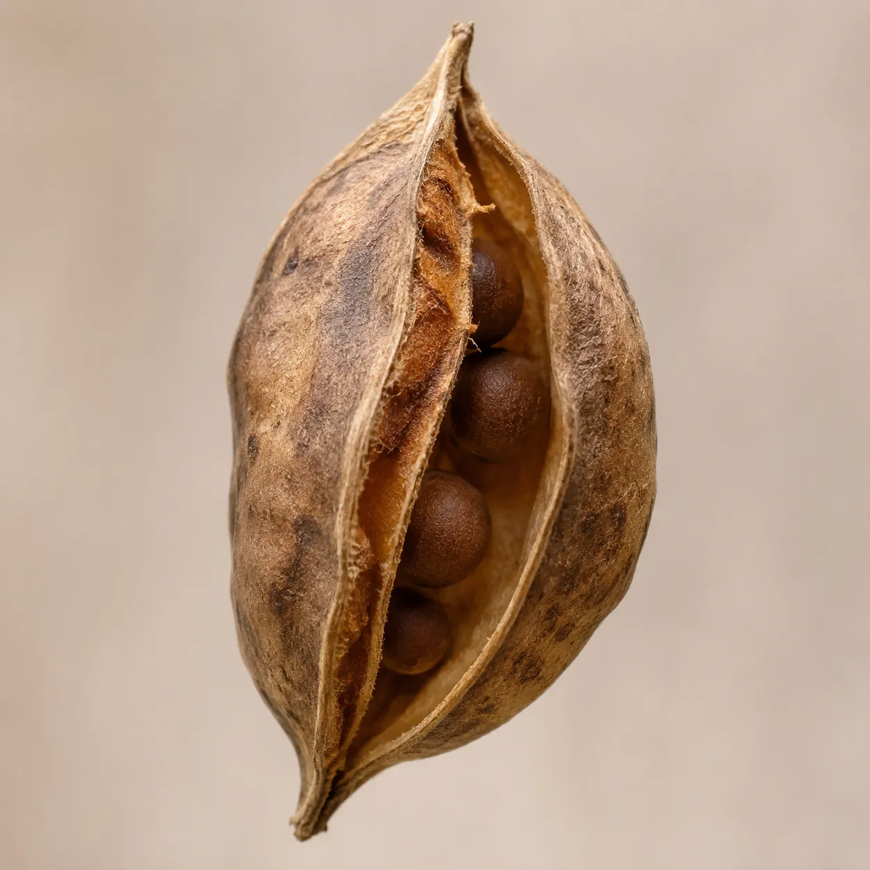 seed pod