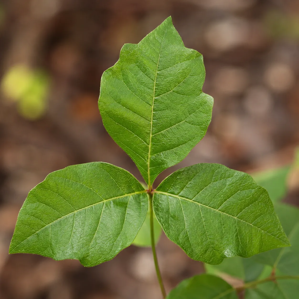 poison ivy