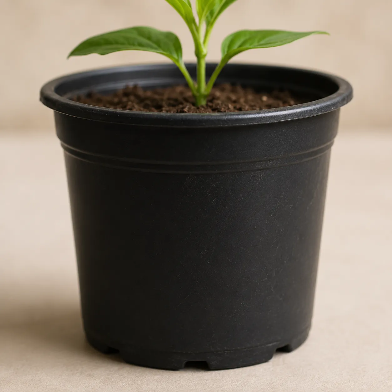 nursery pot