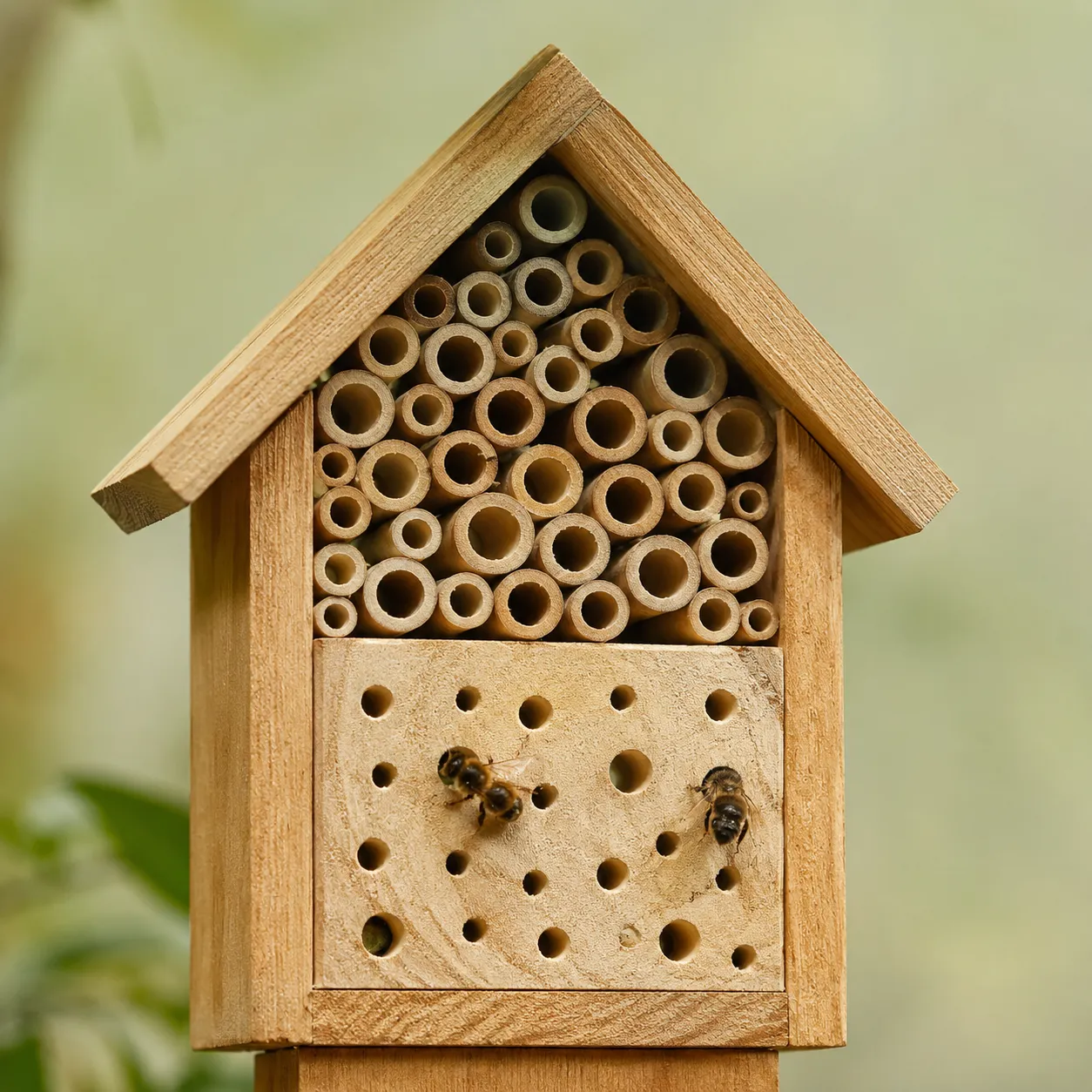 bee hotel
