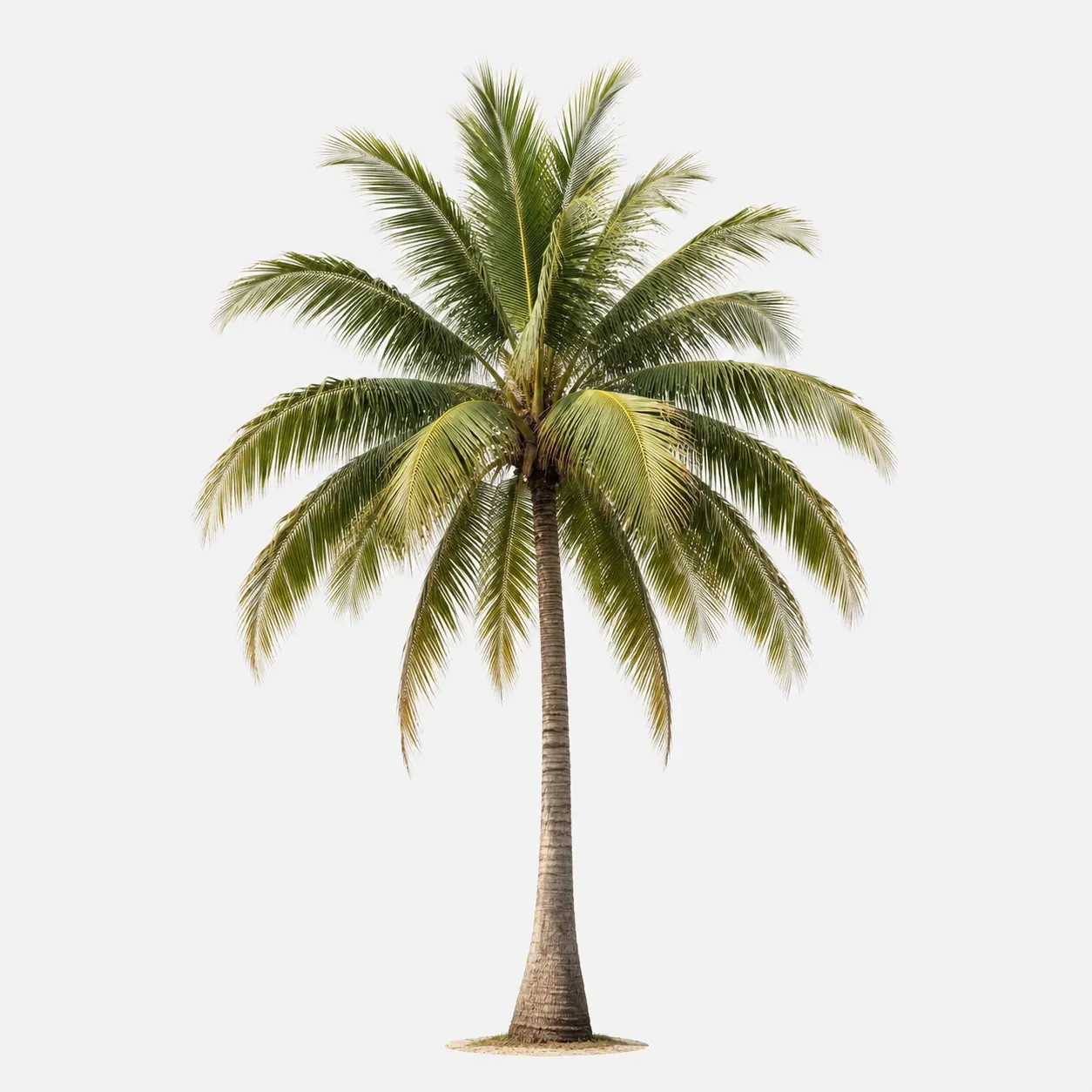 palm tree