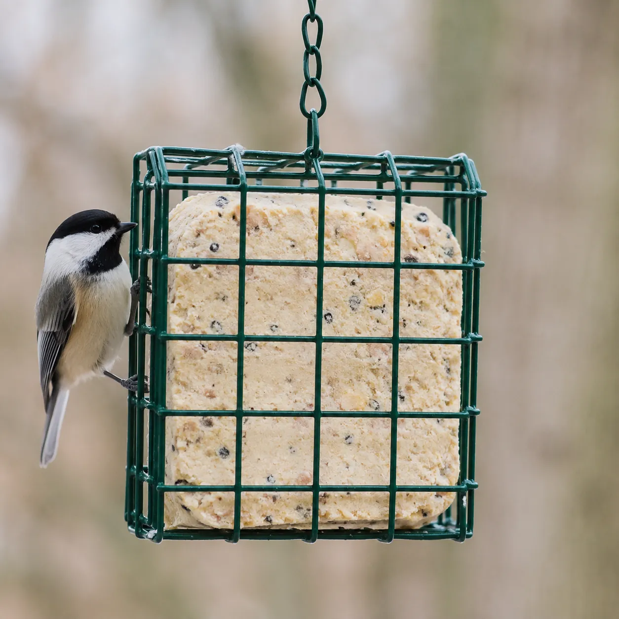 suet feeder
