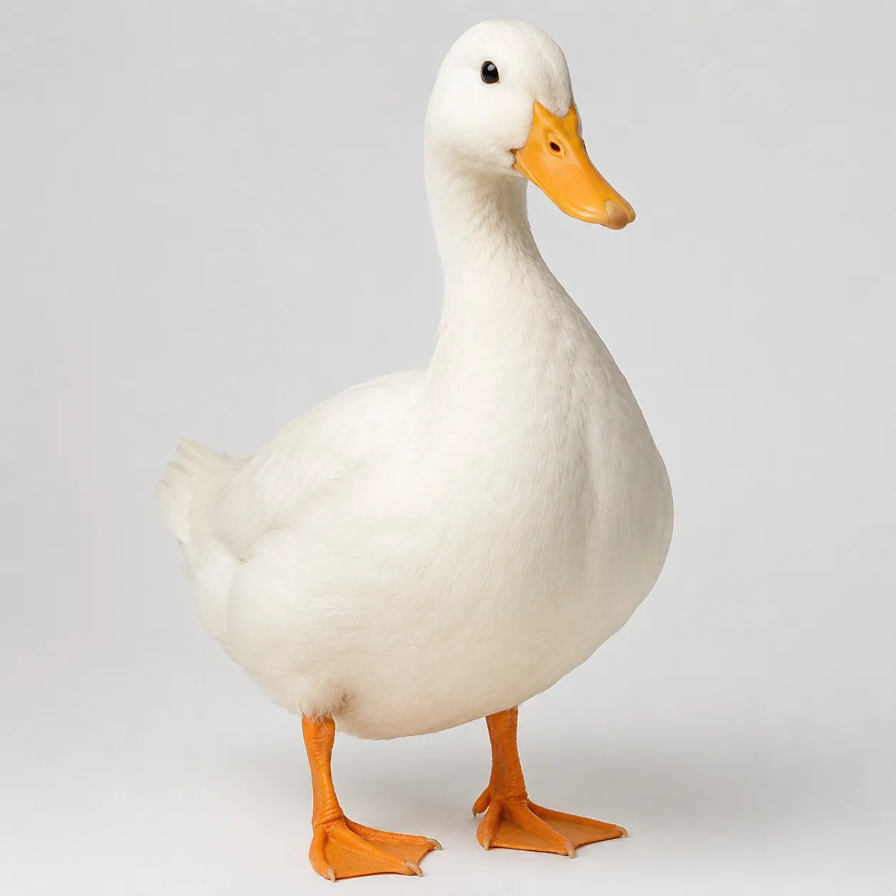 duck