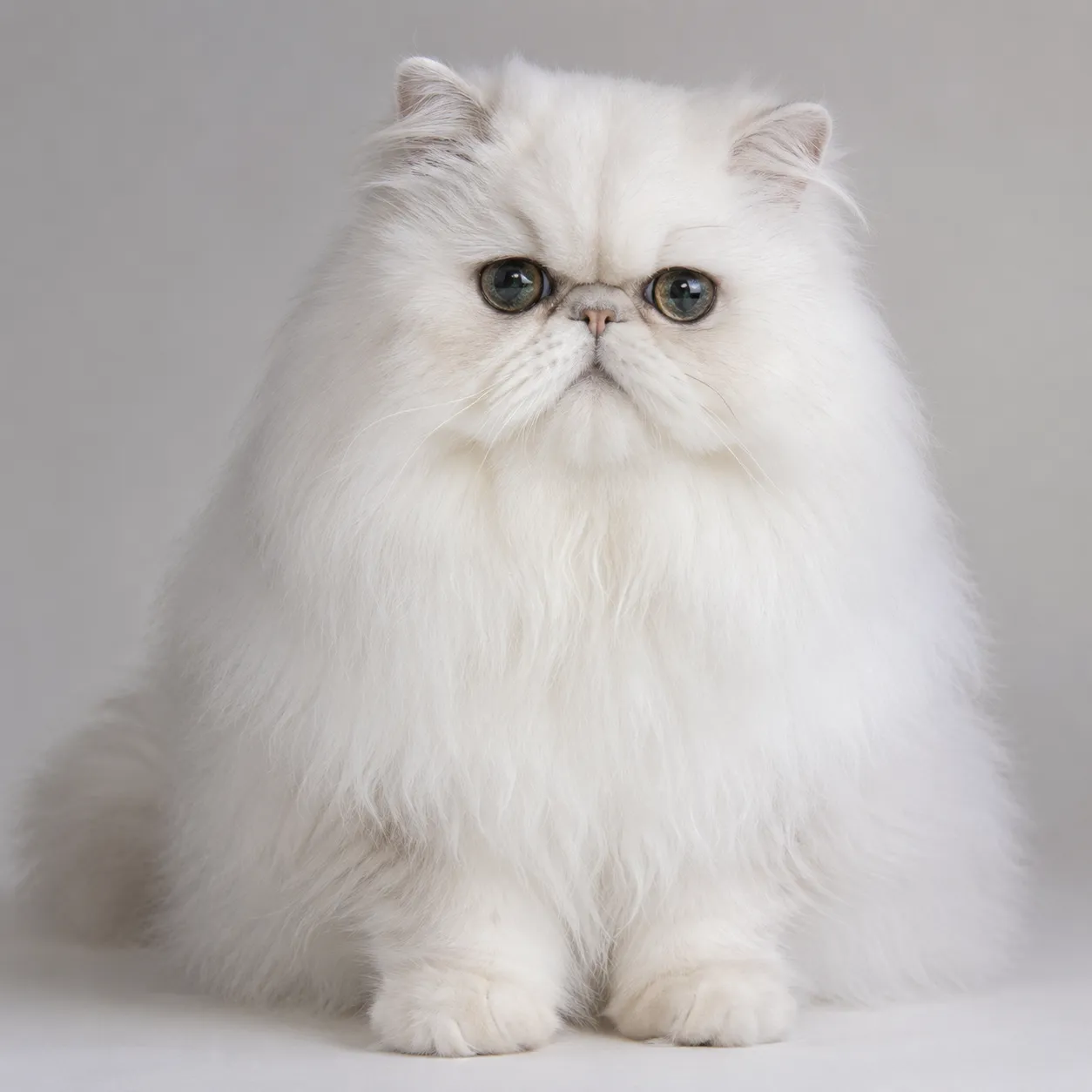Persian cat