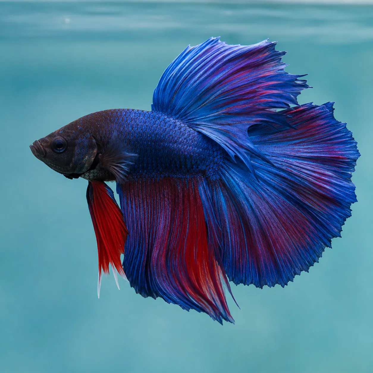 betta fish