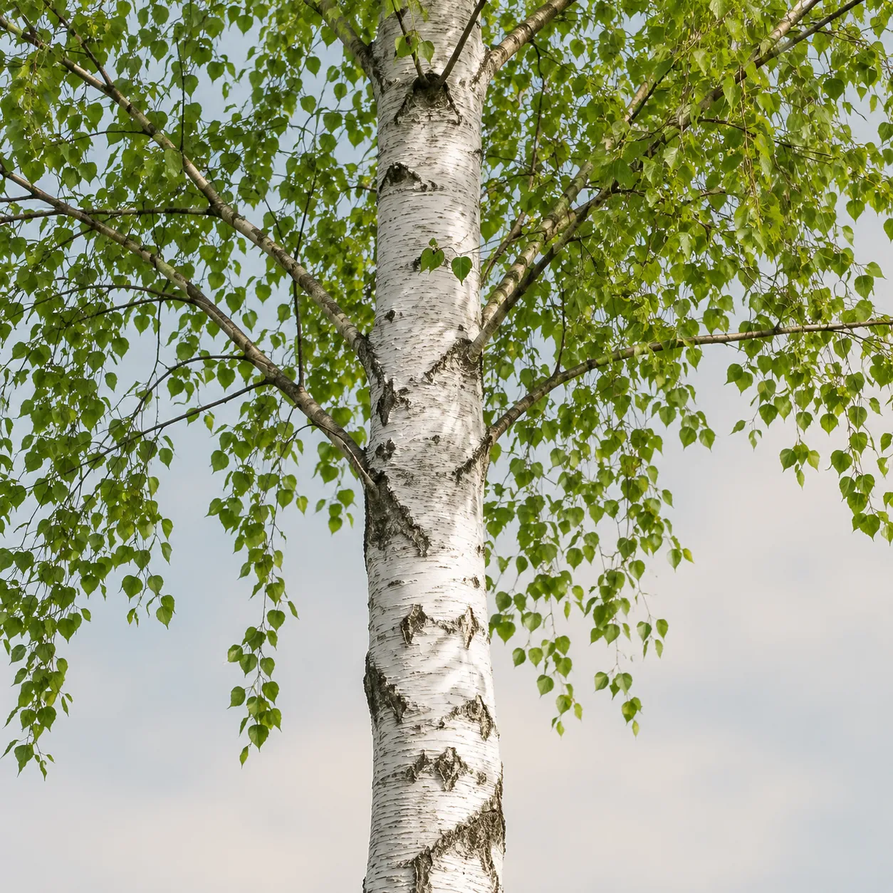 birch tree