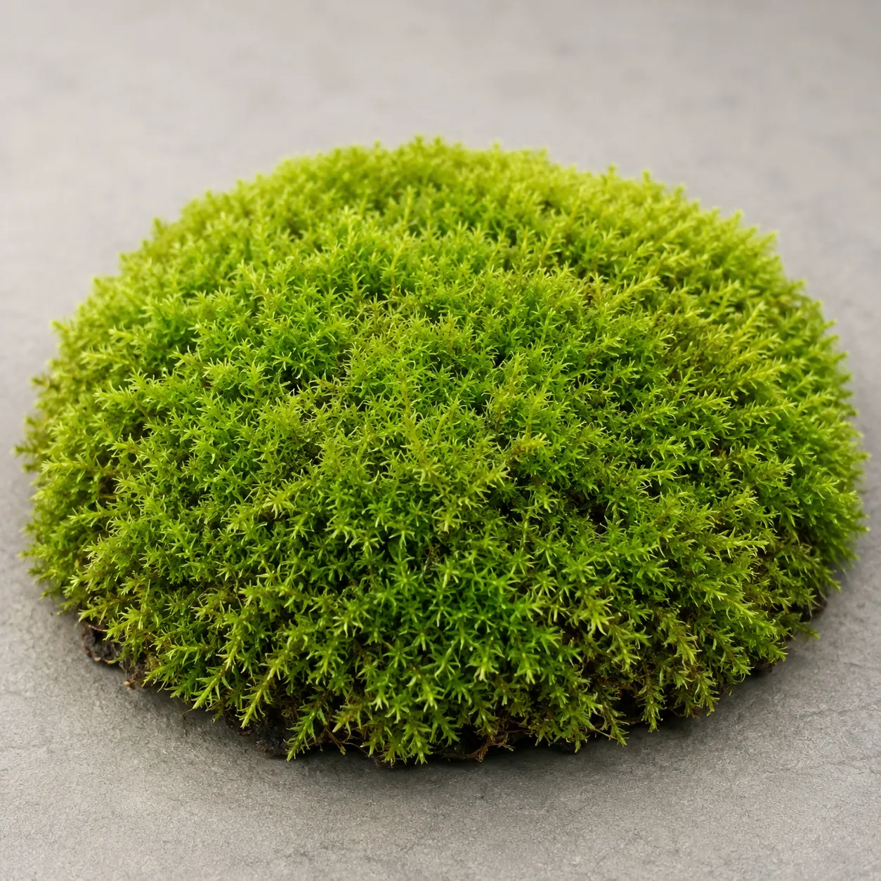 moss