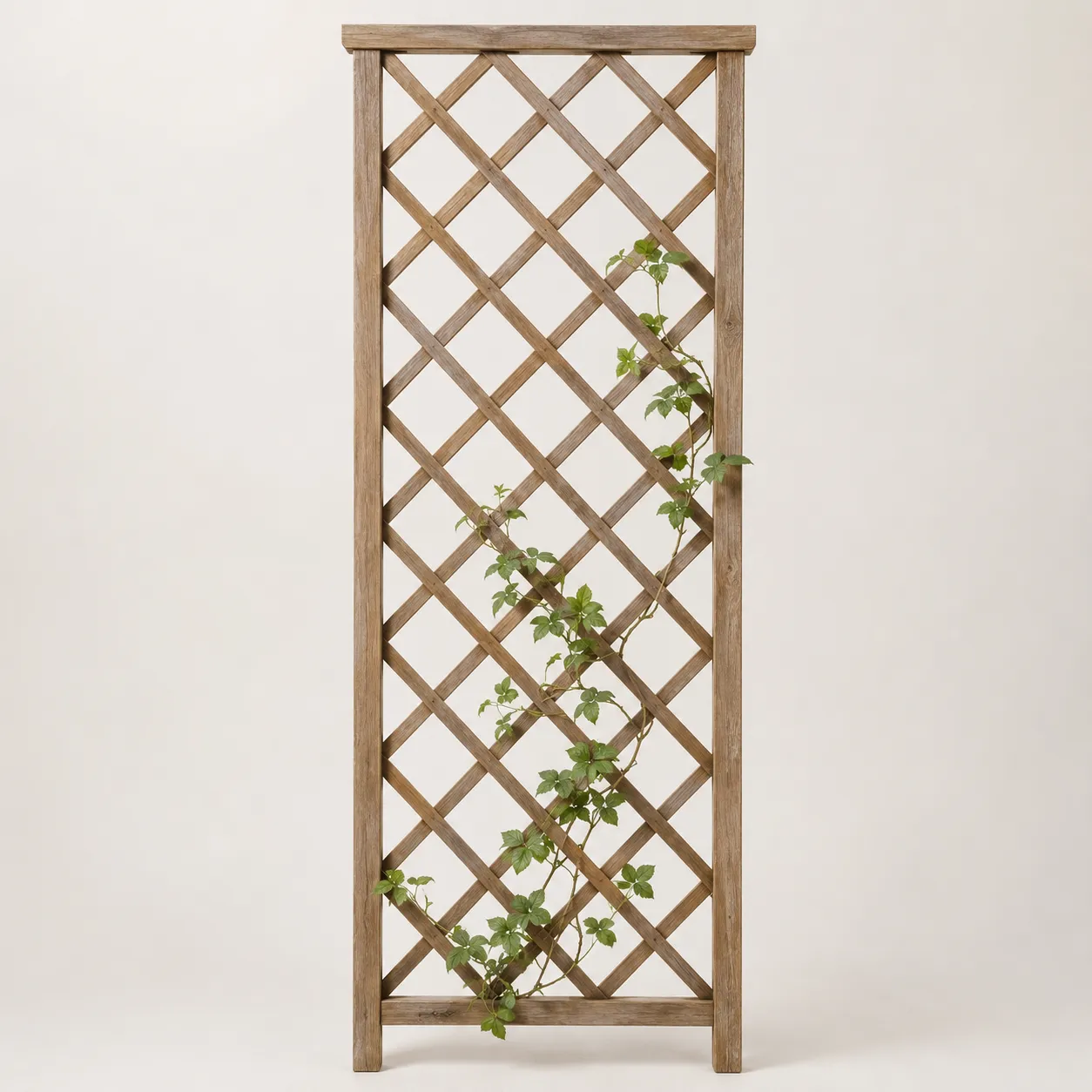 trellis