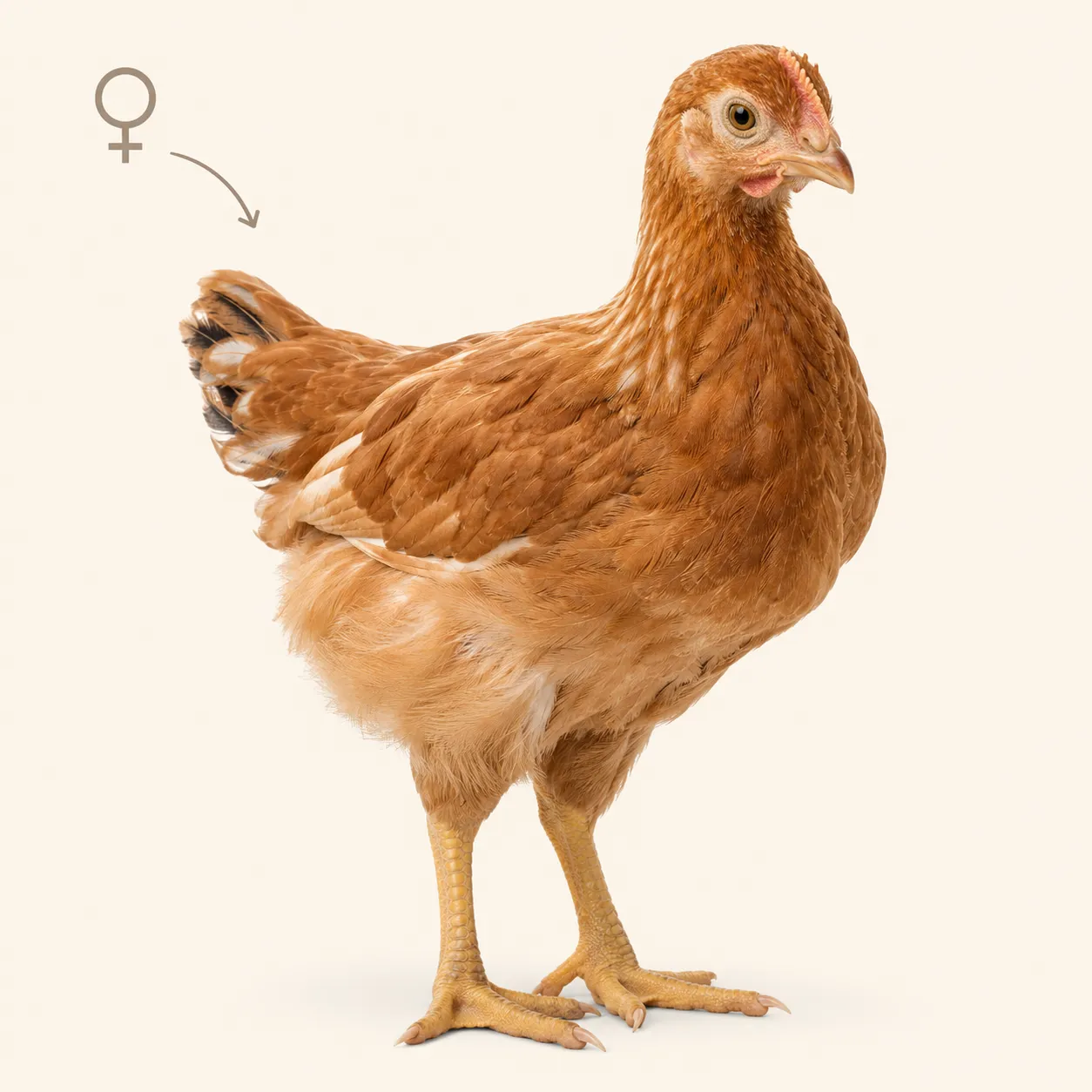 pullet