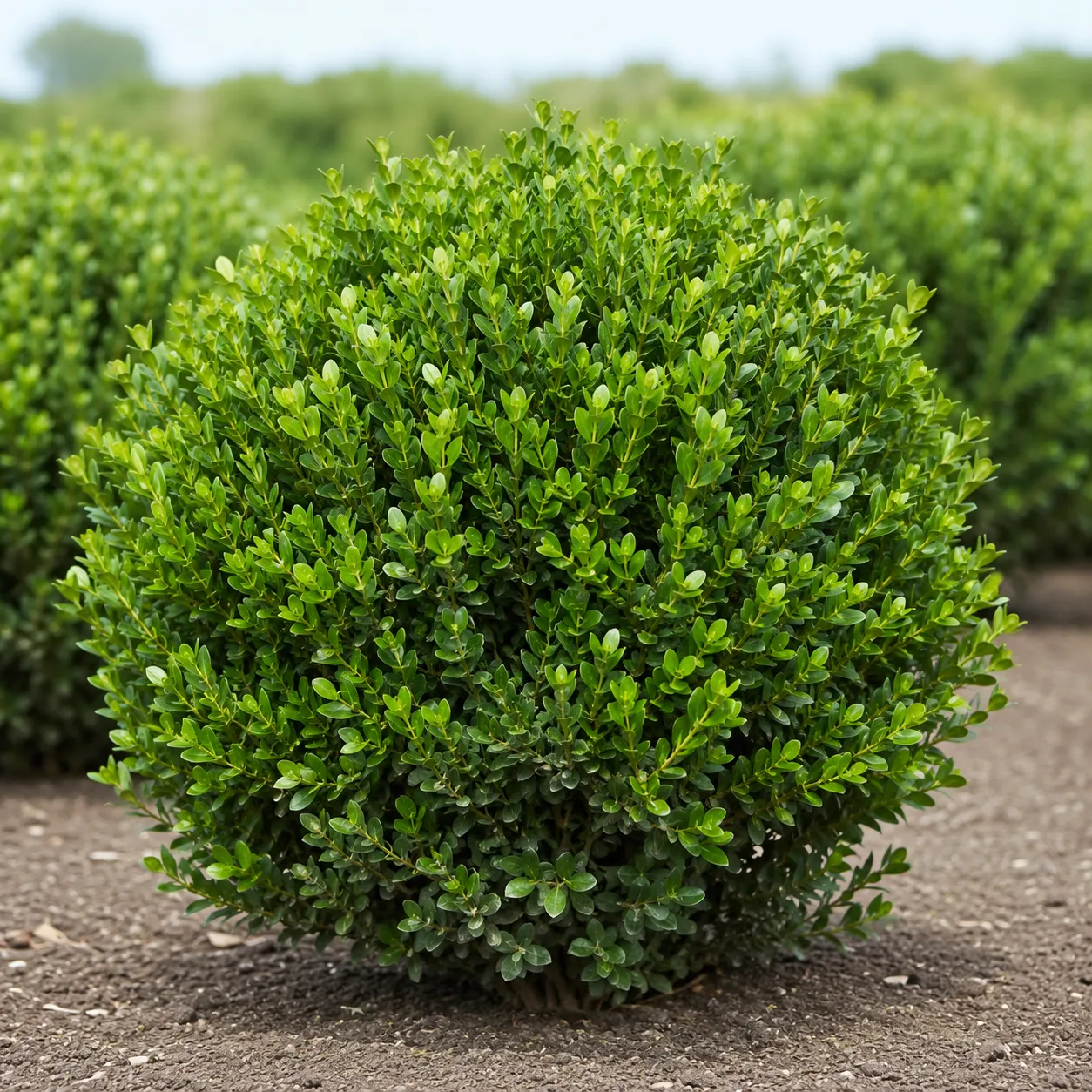 hedge plant