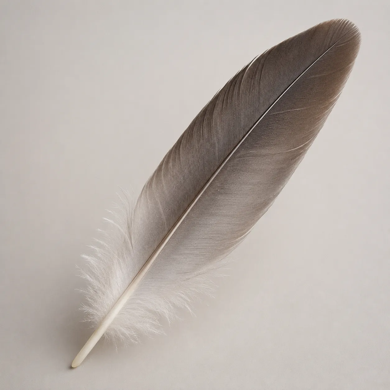 feather