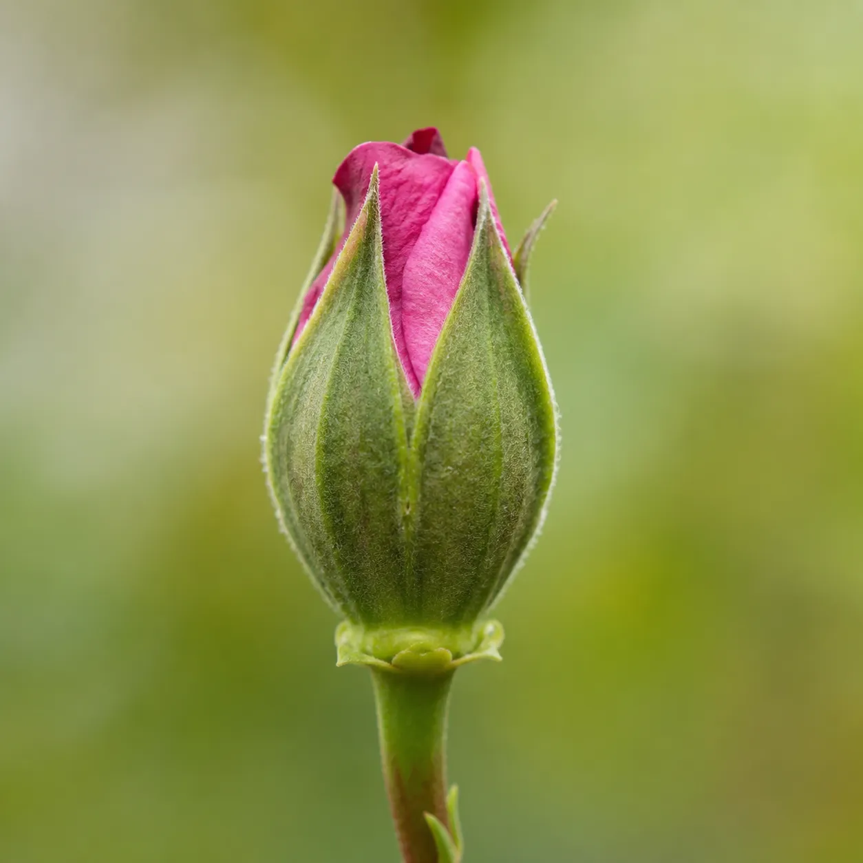 bud