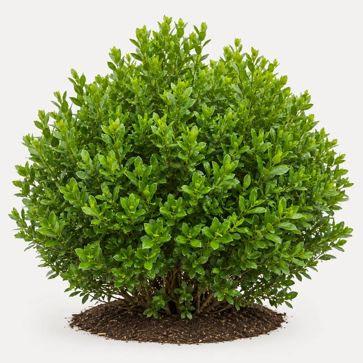 shrub