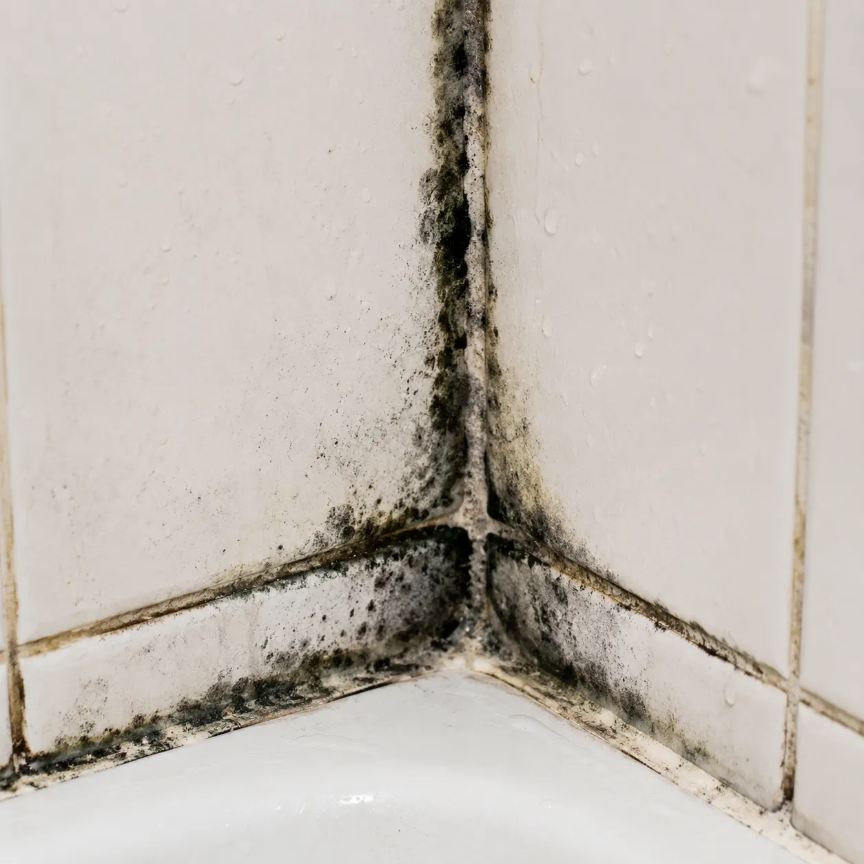 moldy