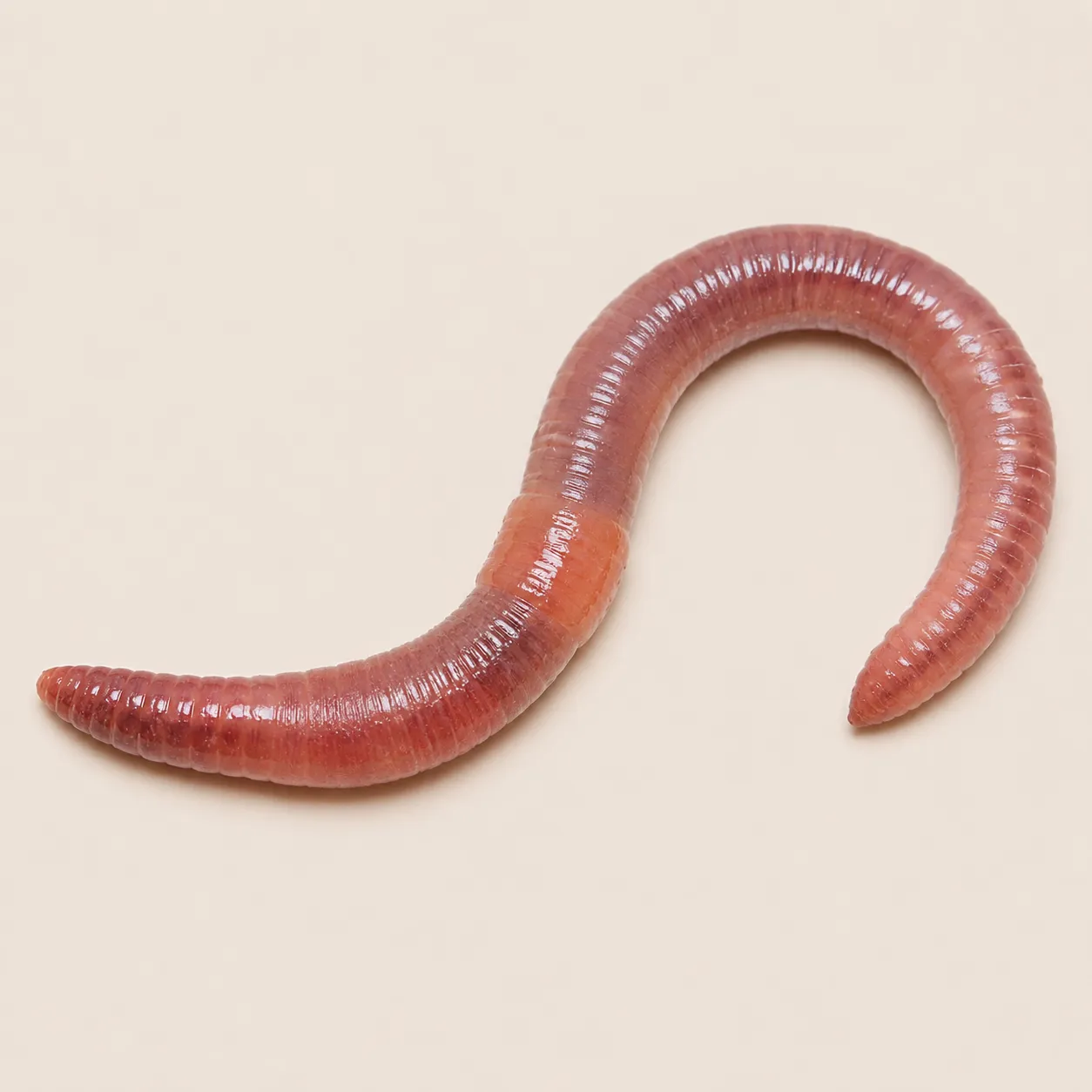 worm