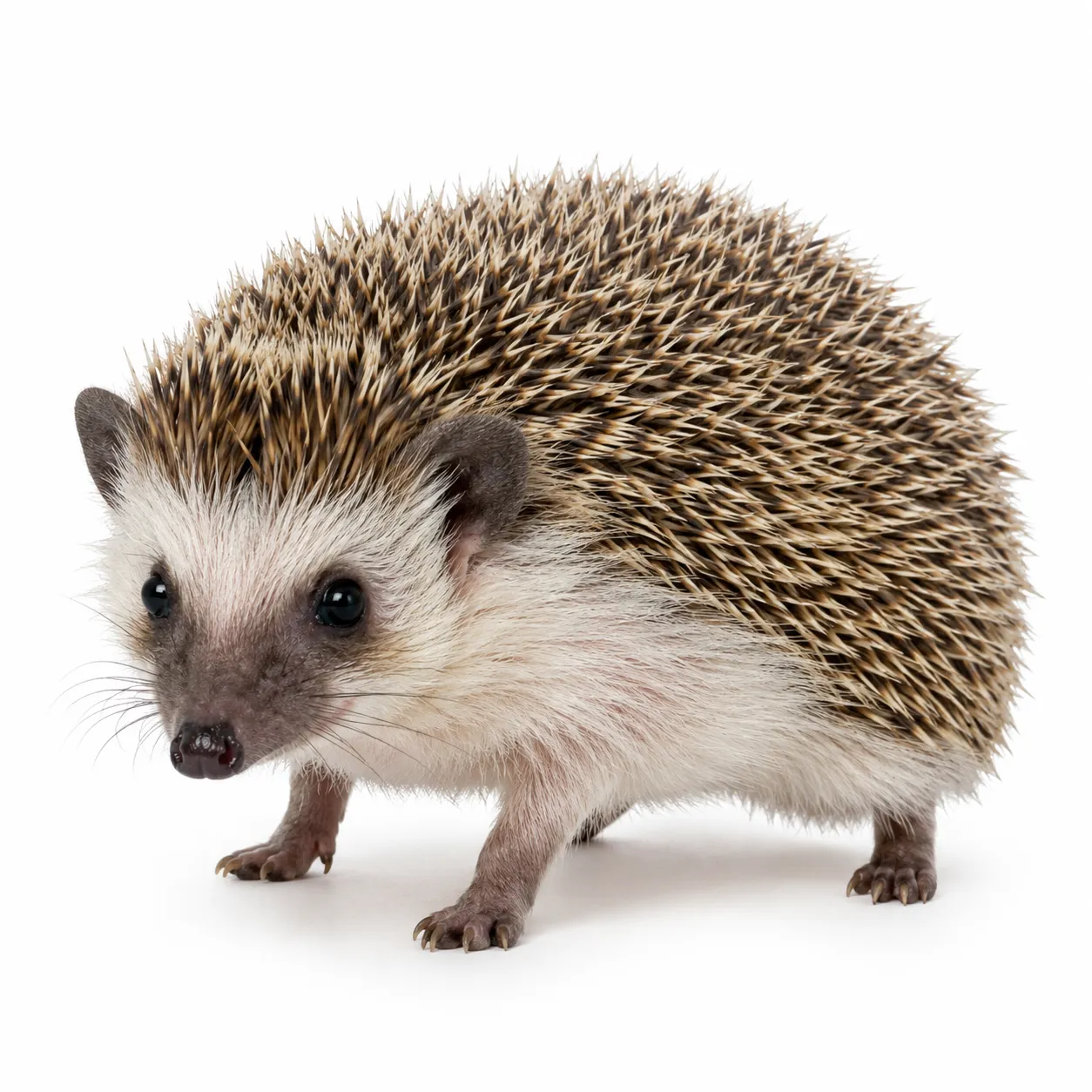 hedgehog