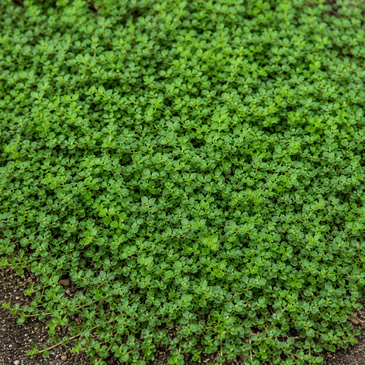 ground cover