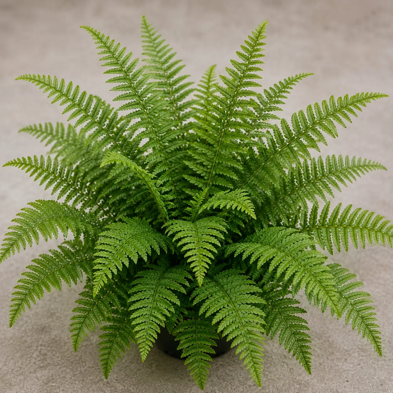 fern