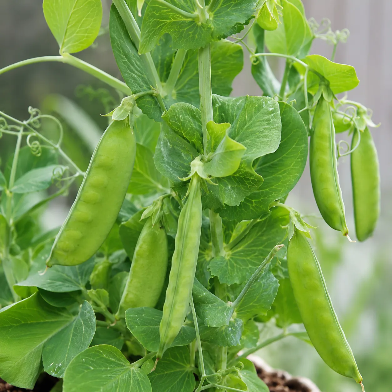 pea plant