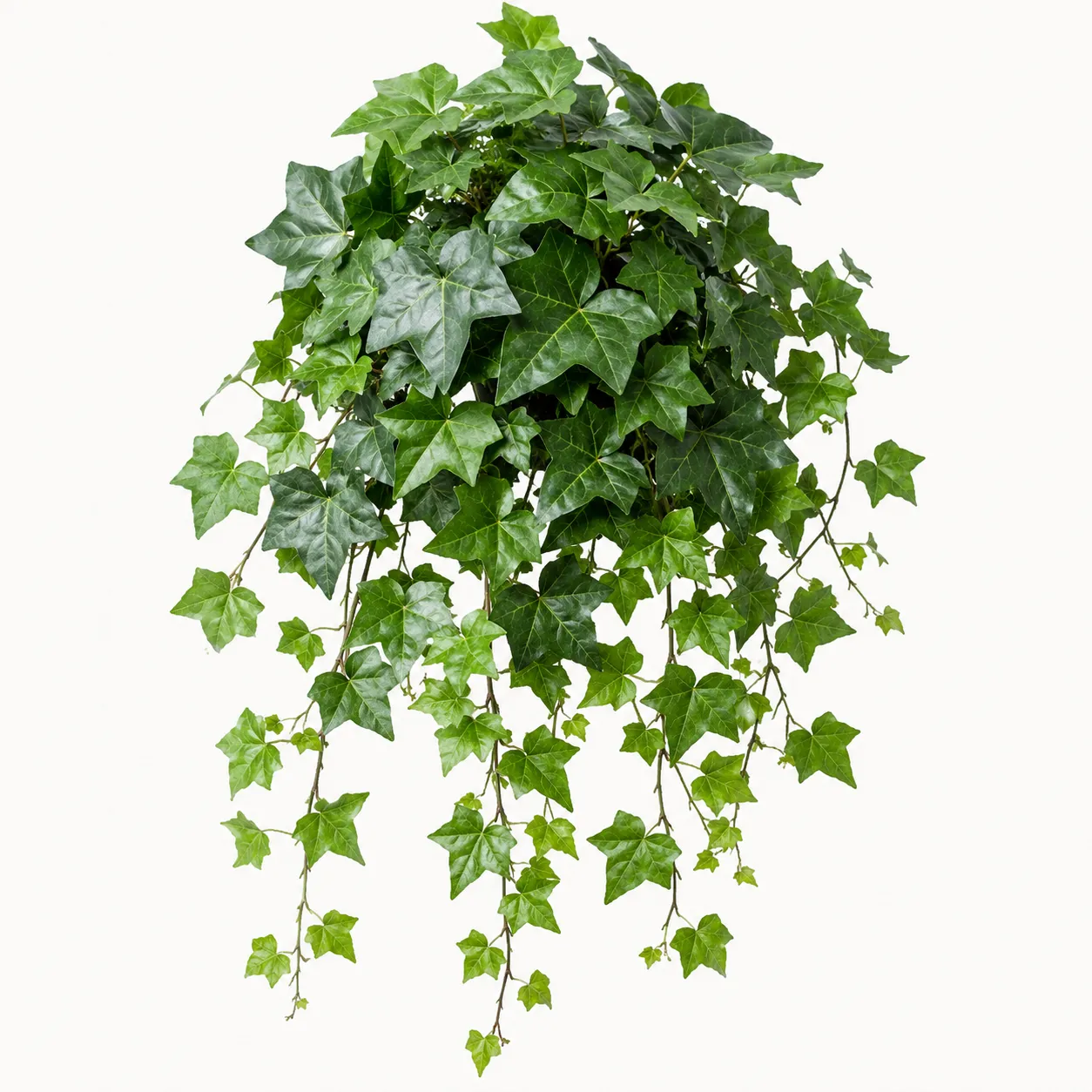 ivy