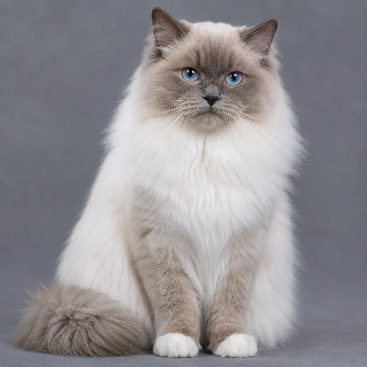 pedigree cat