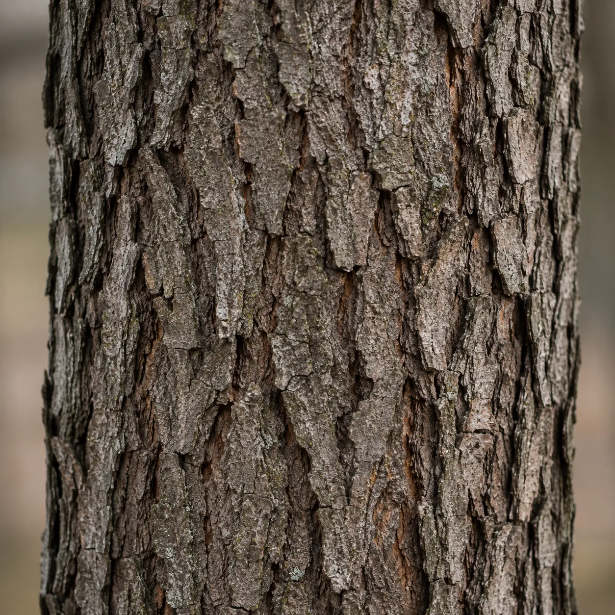 bark