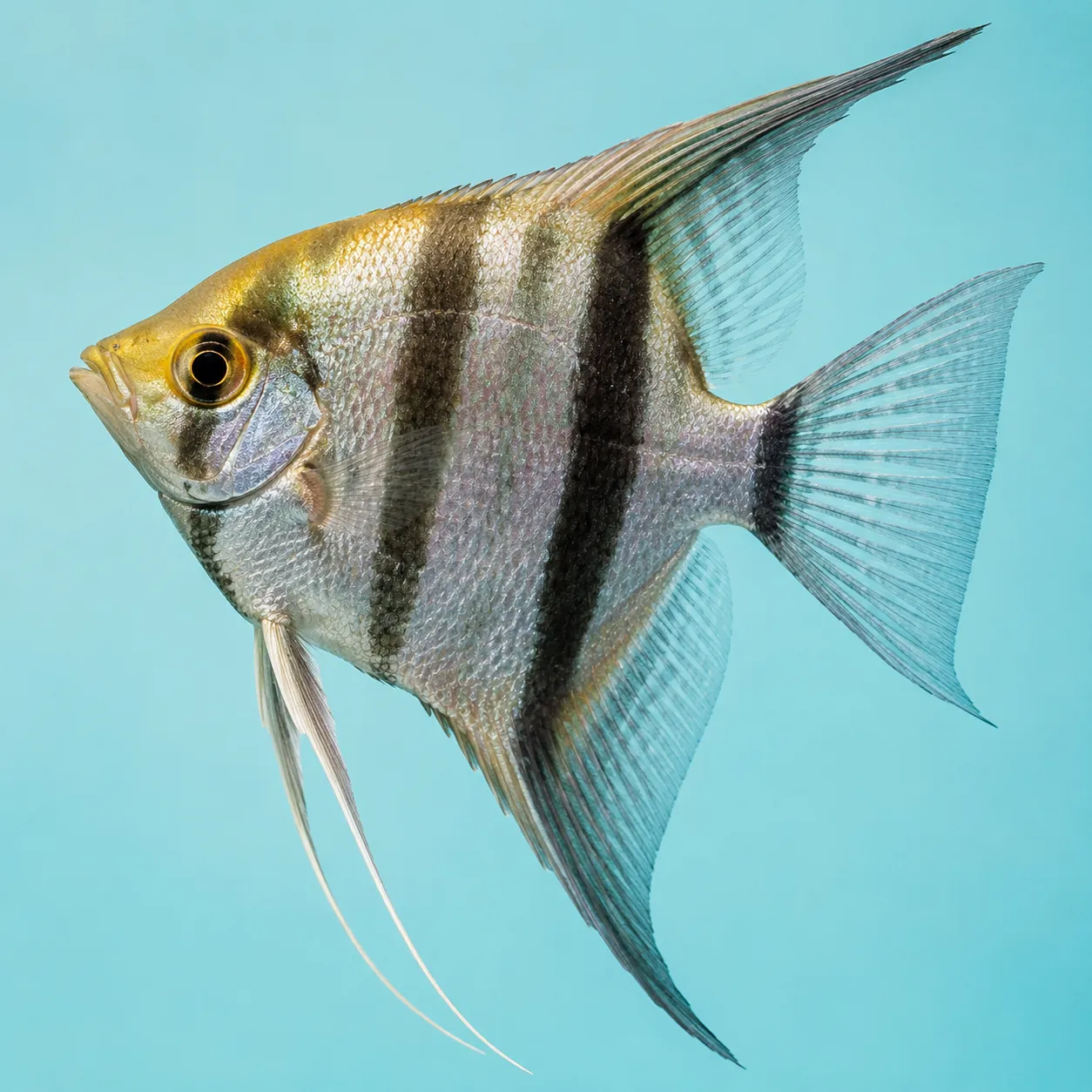angelfish