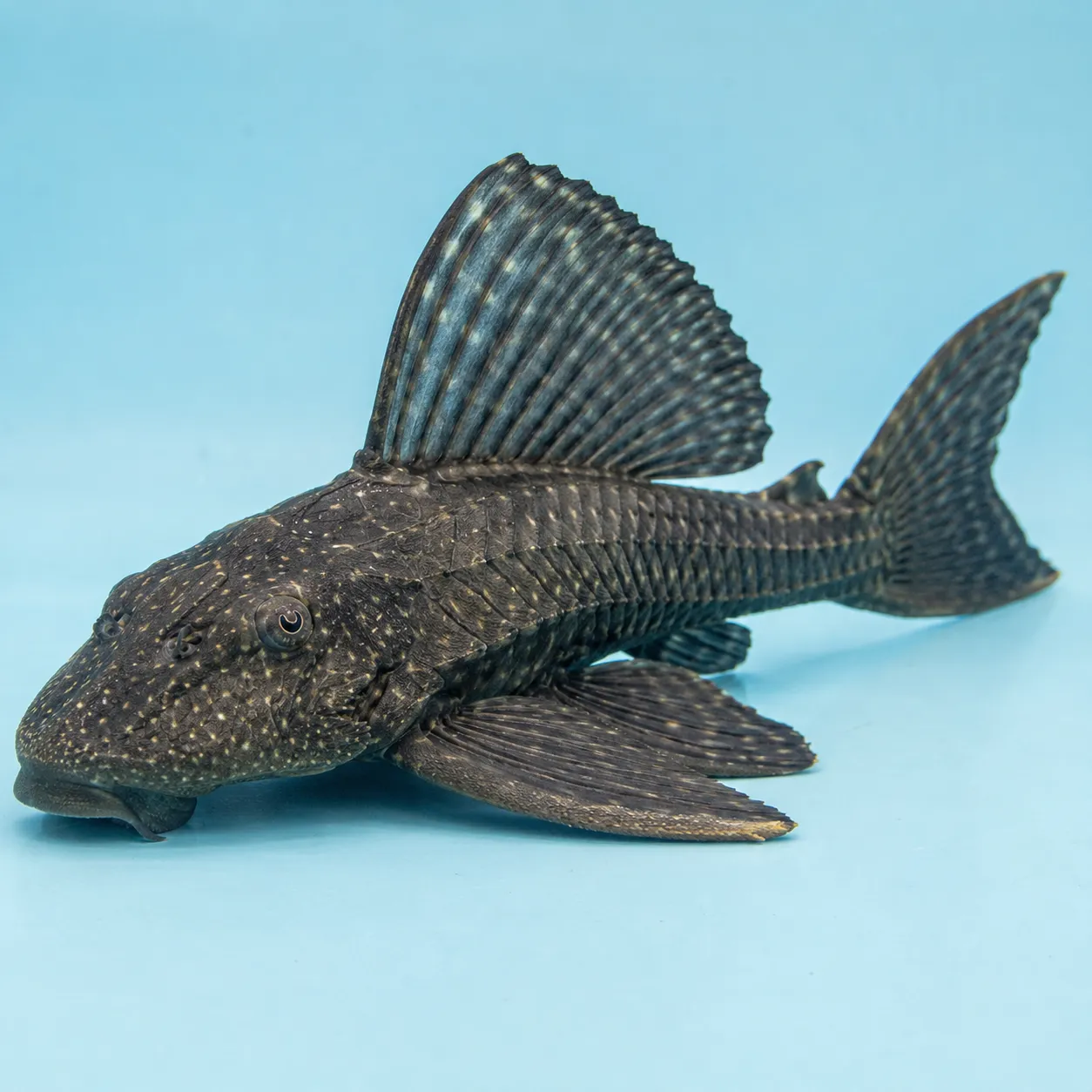 pleco