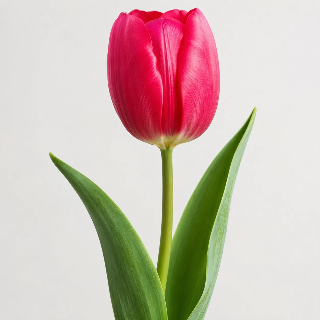 tulip