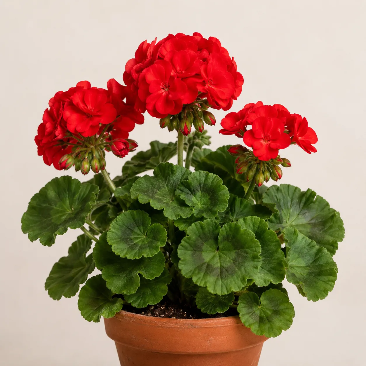 geranium