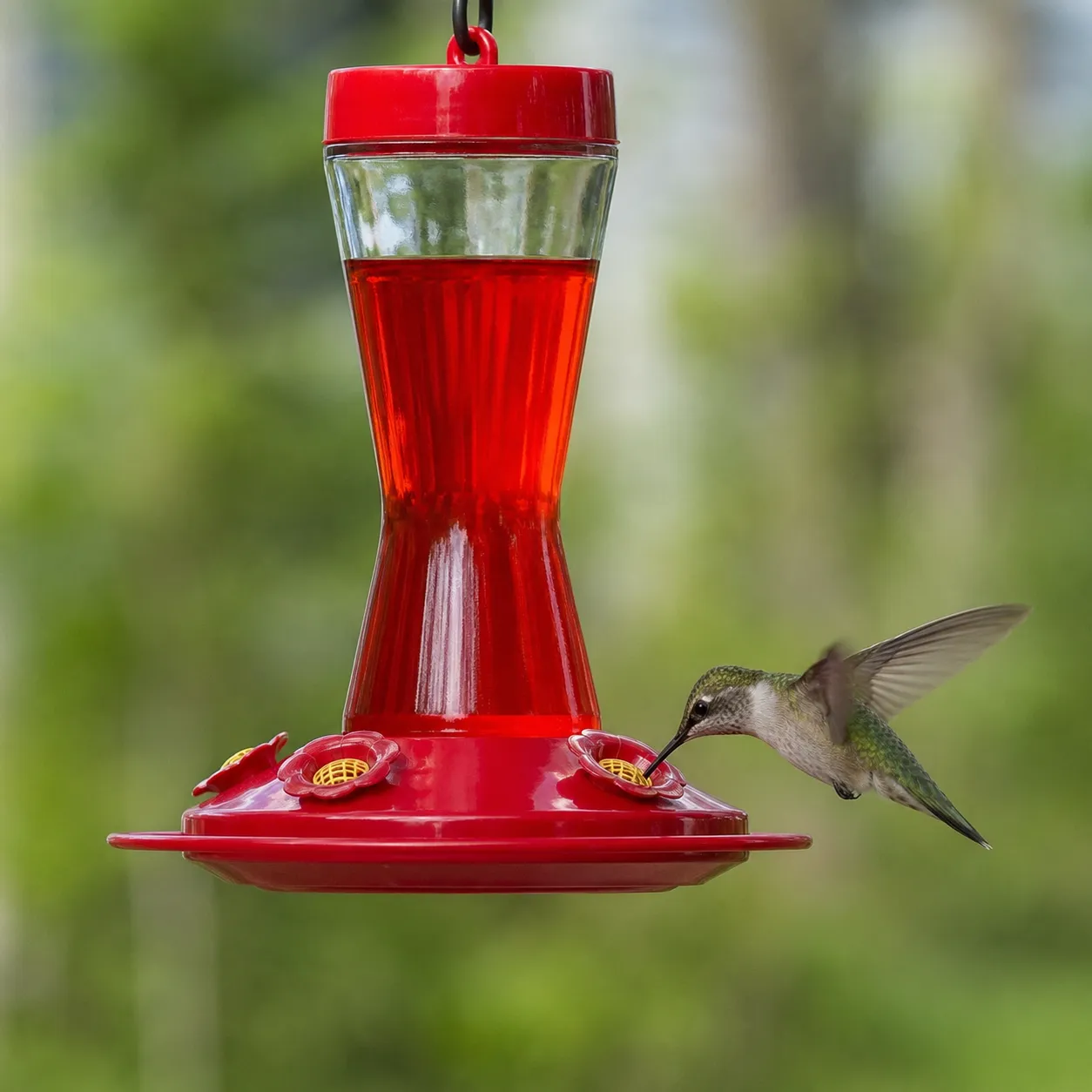 hummingbird feeder
