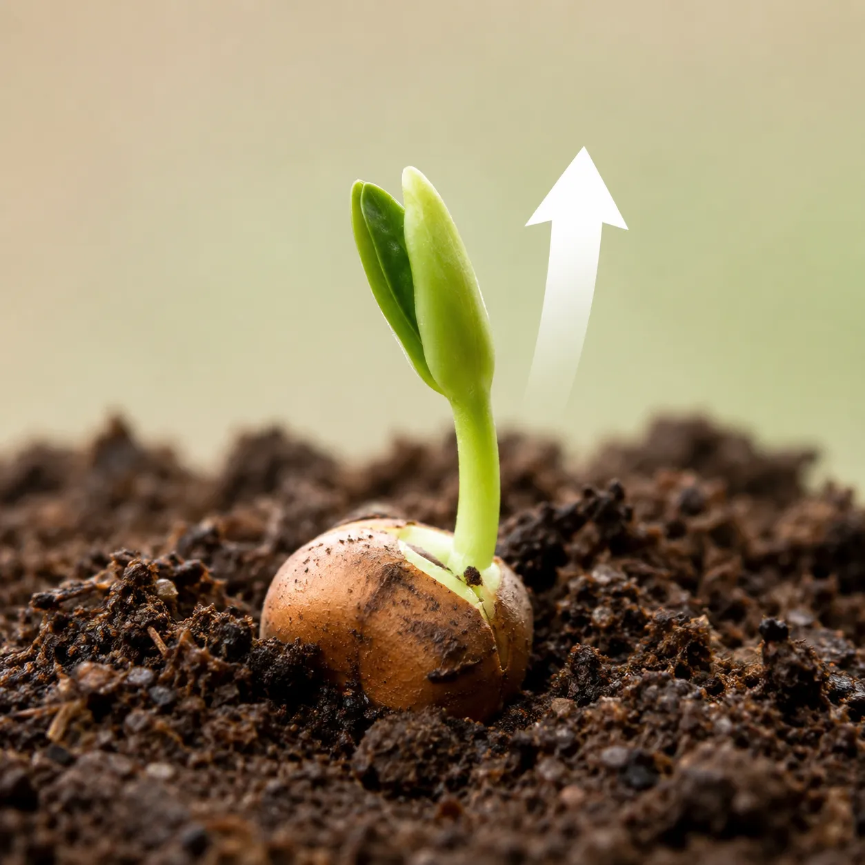 sprout