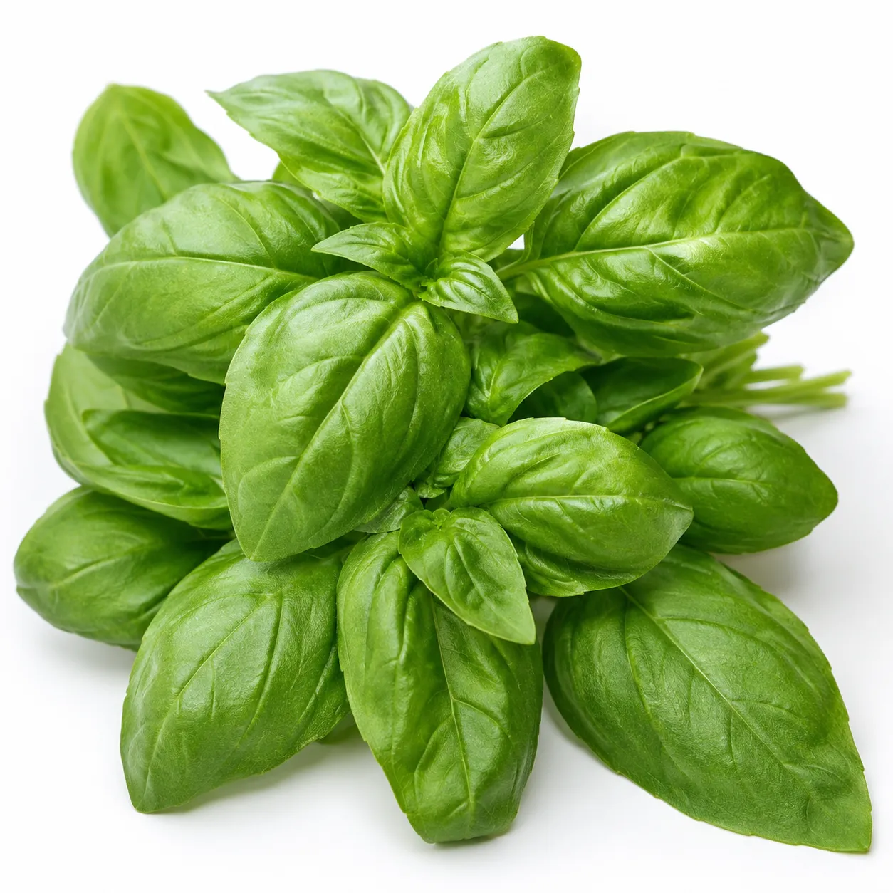 basil
