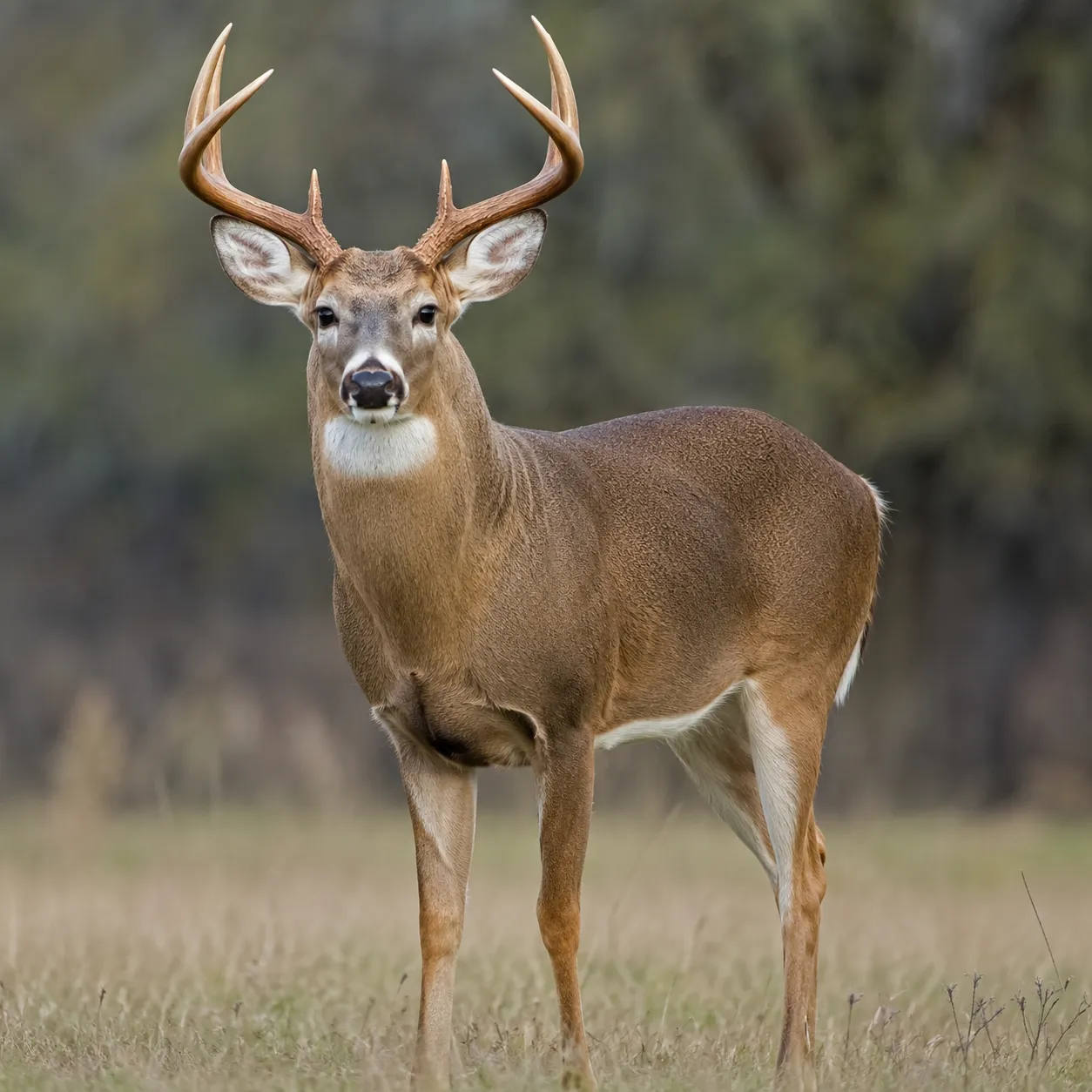 deer