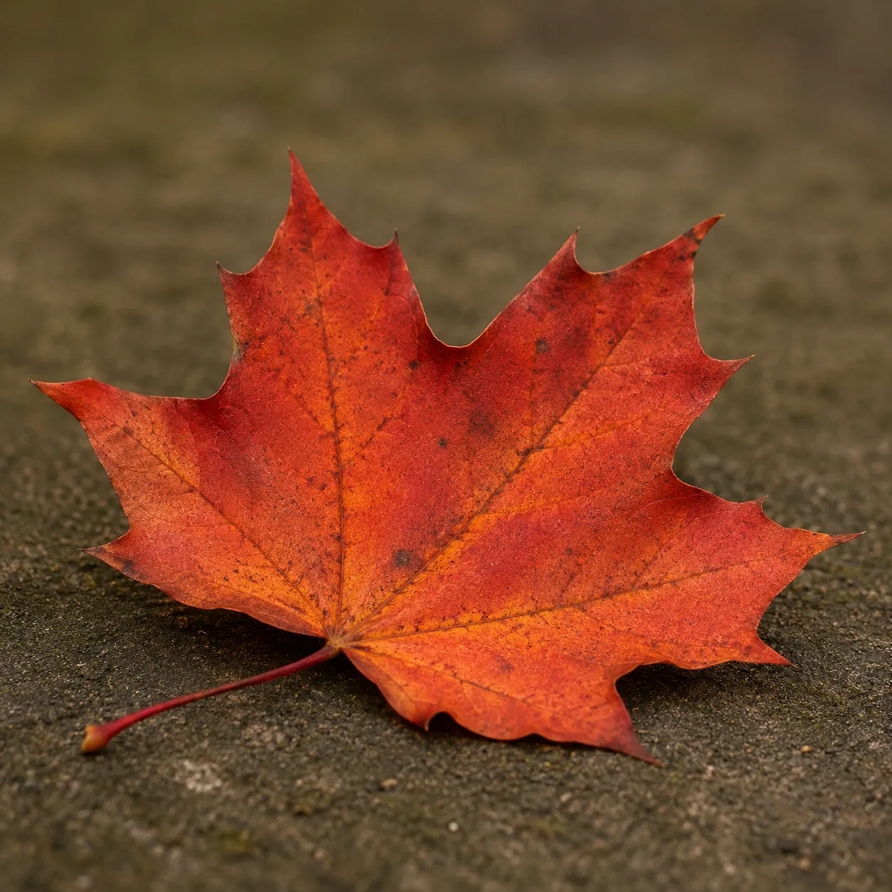 fallen leaf