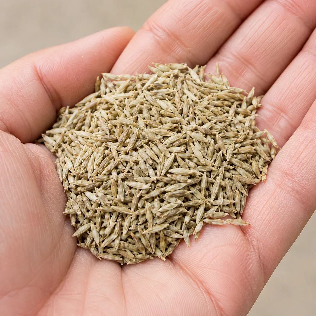 lawn seed