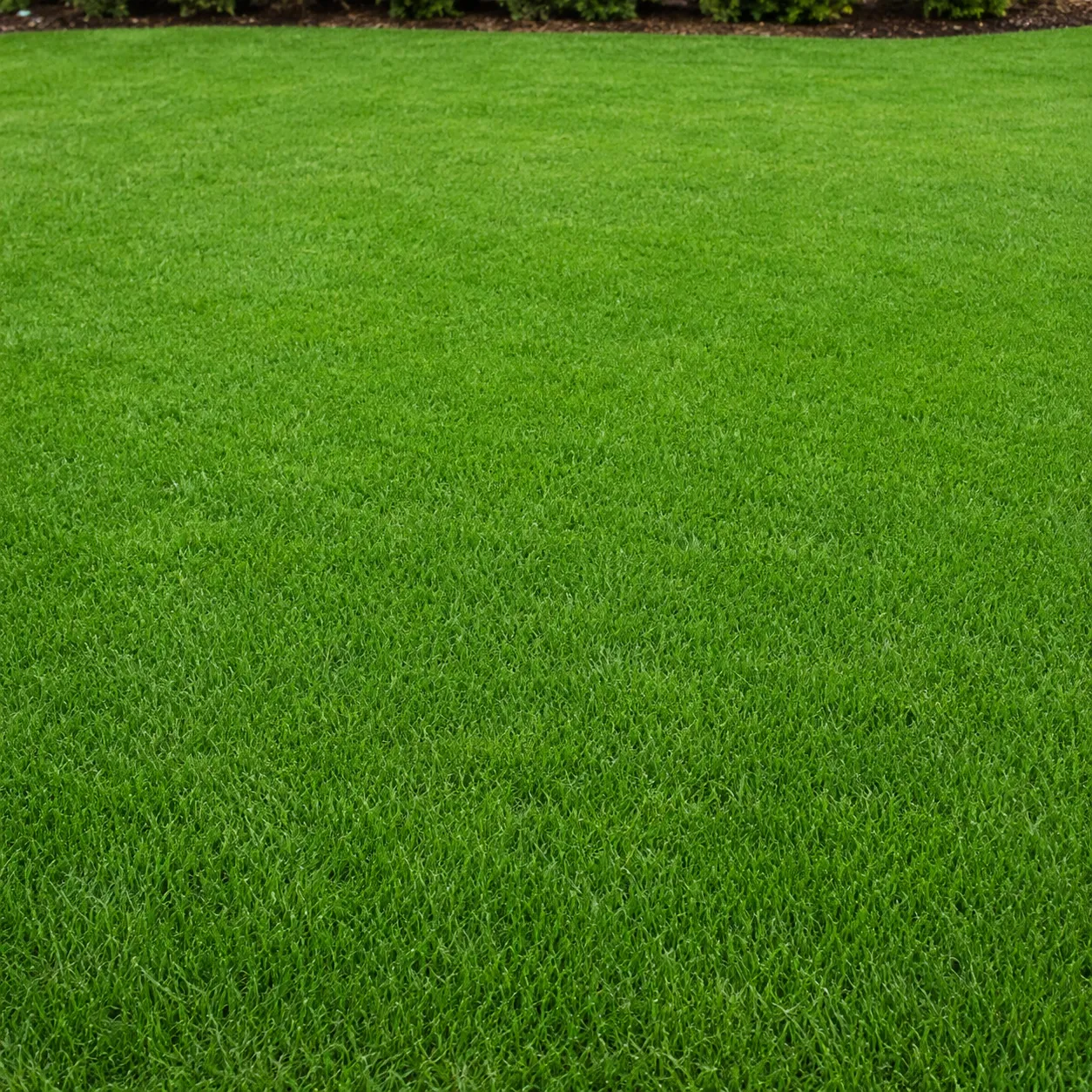 lawn