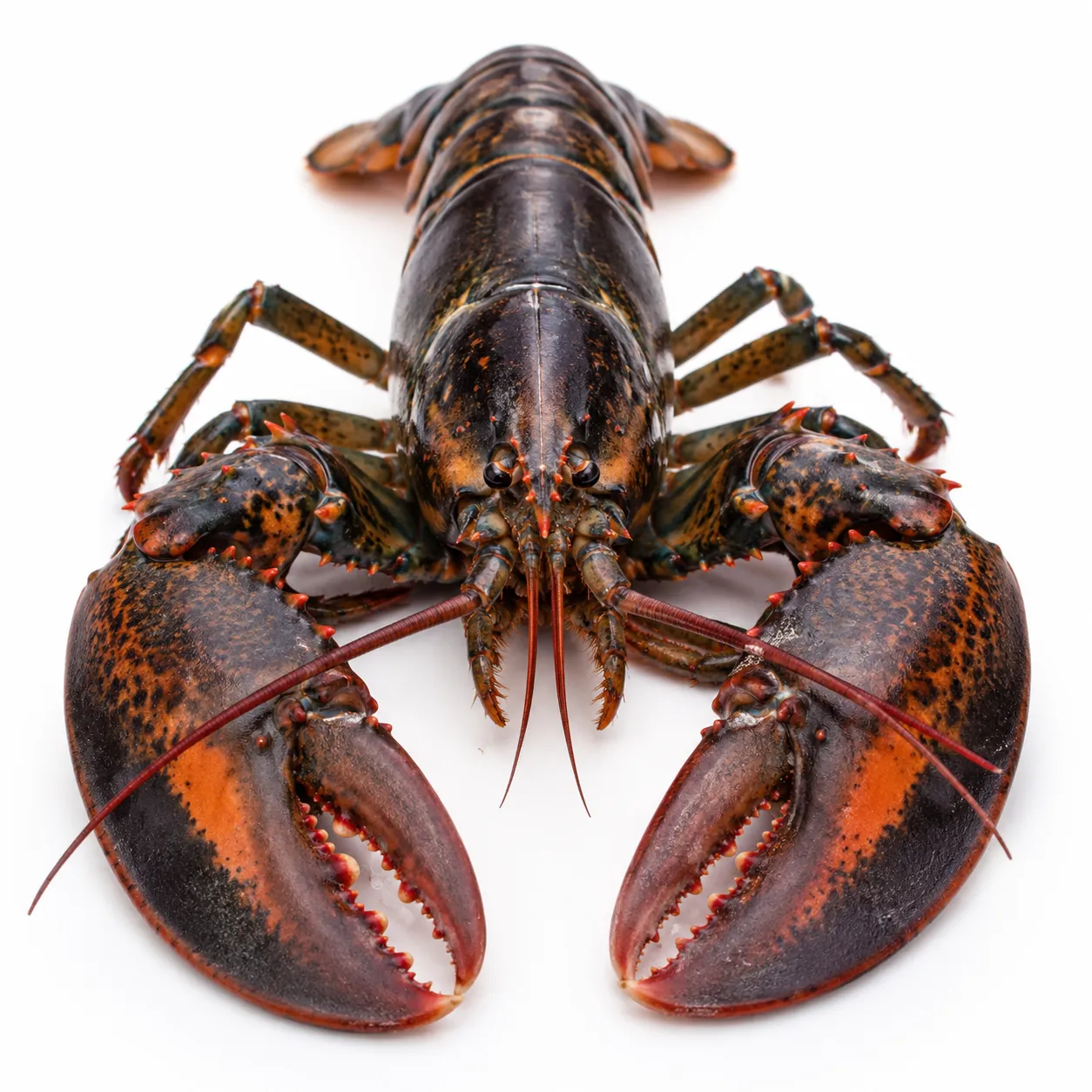 lobster