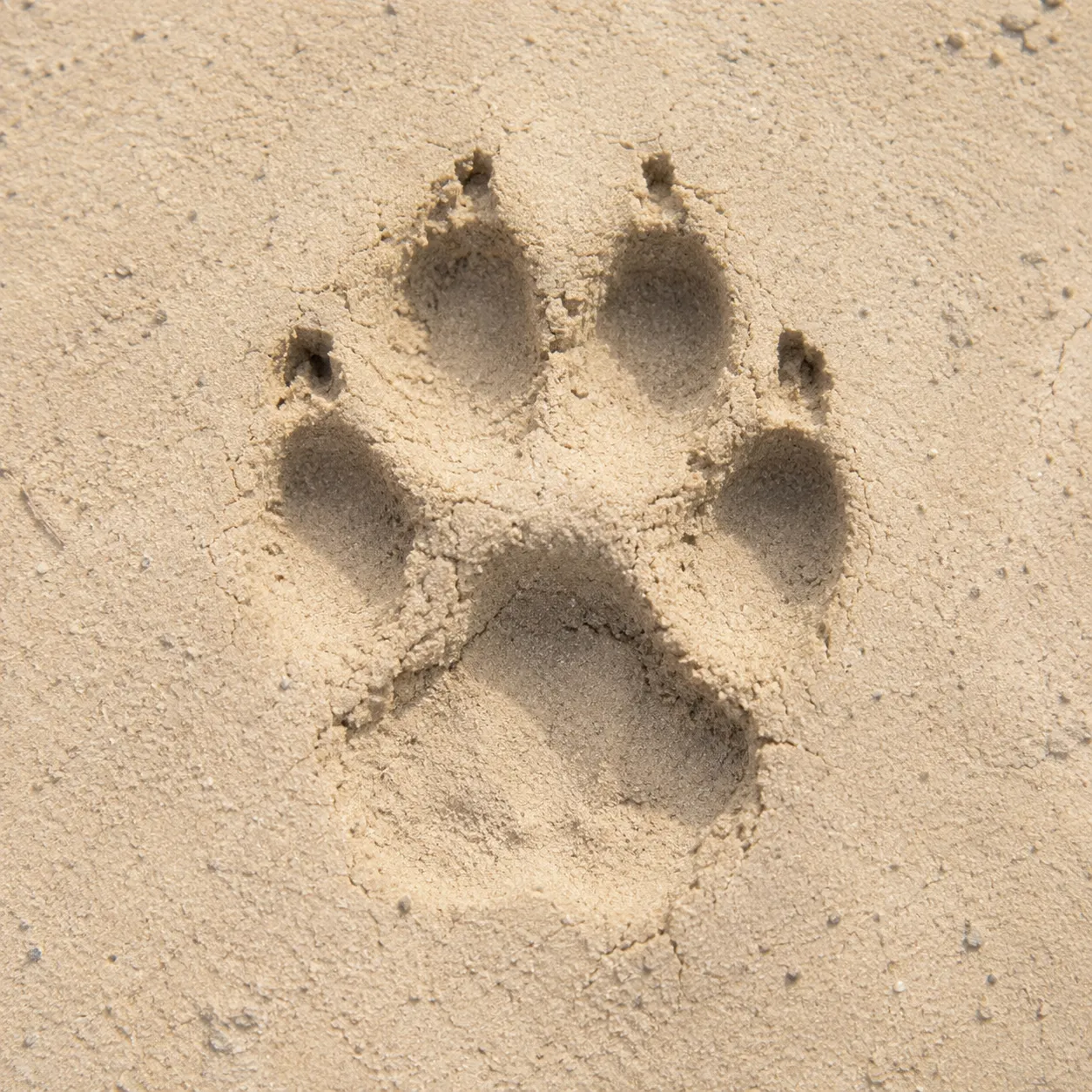 paw print