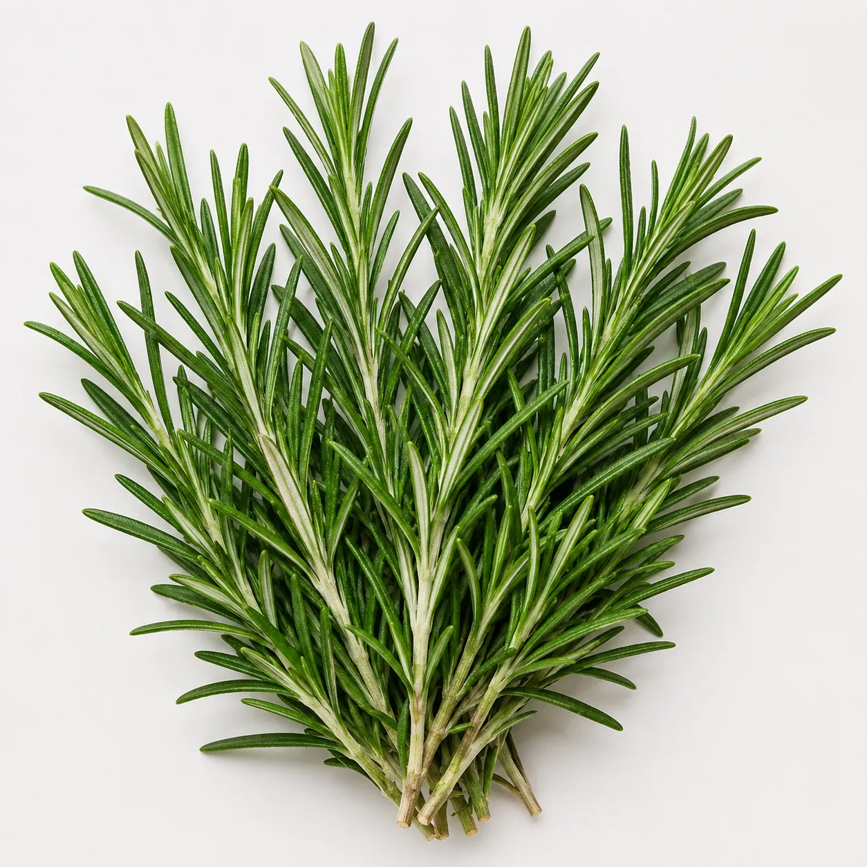 rosemary