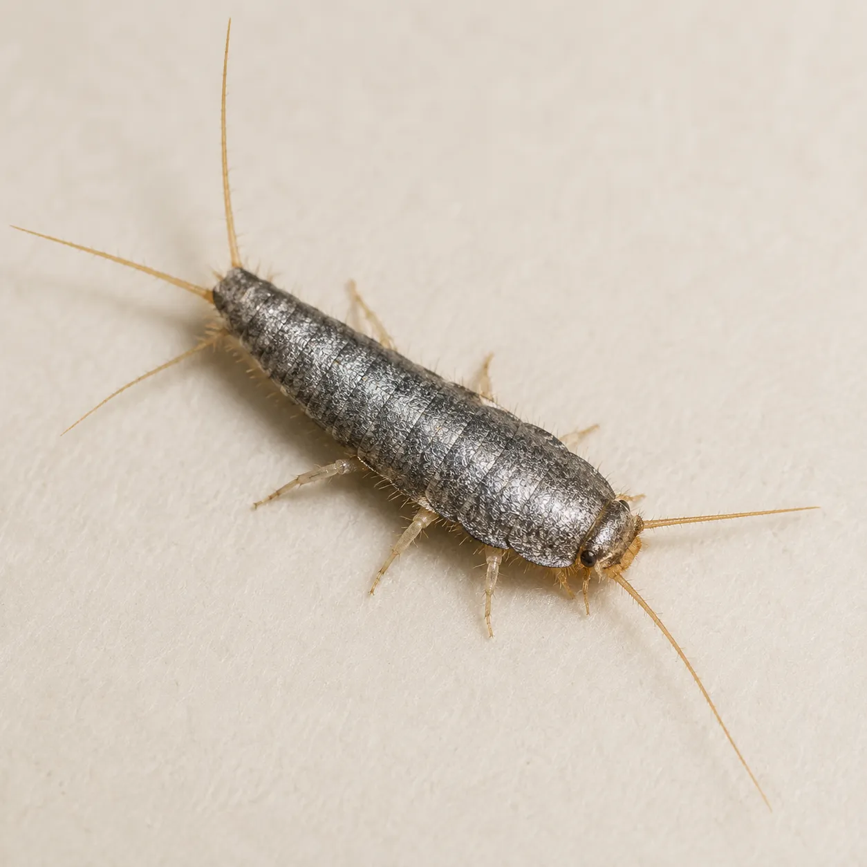 silverfish