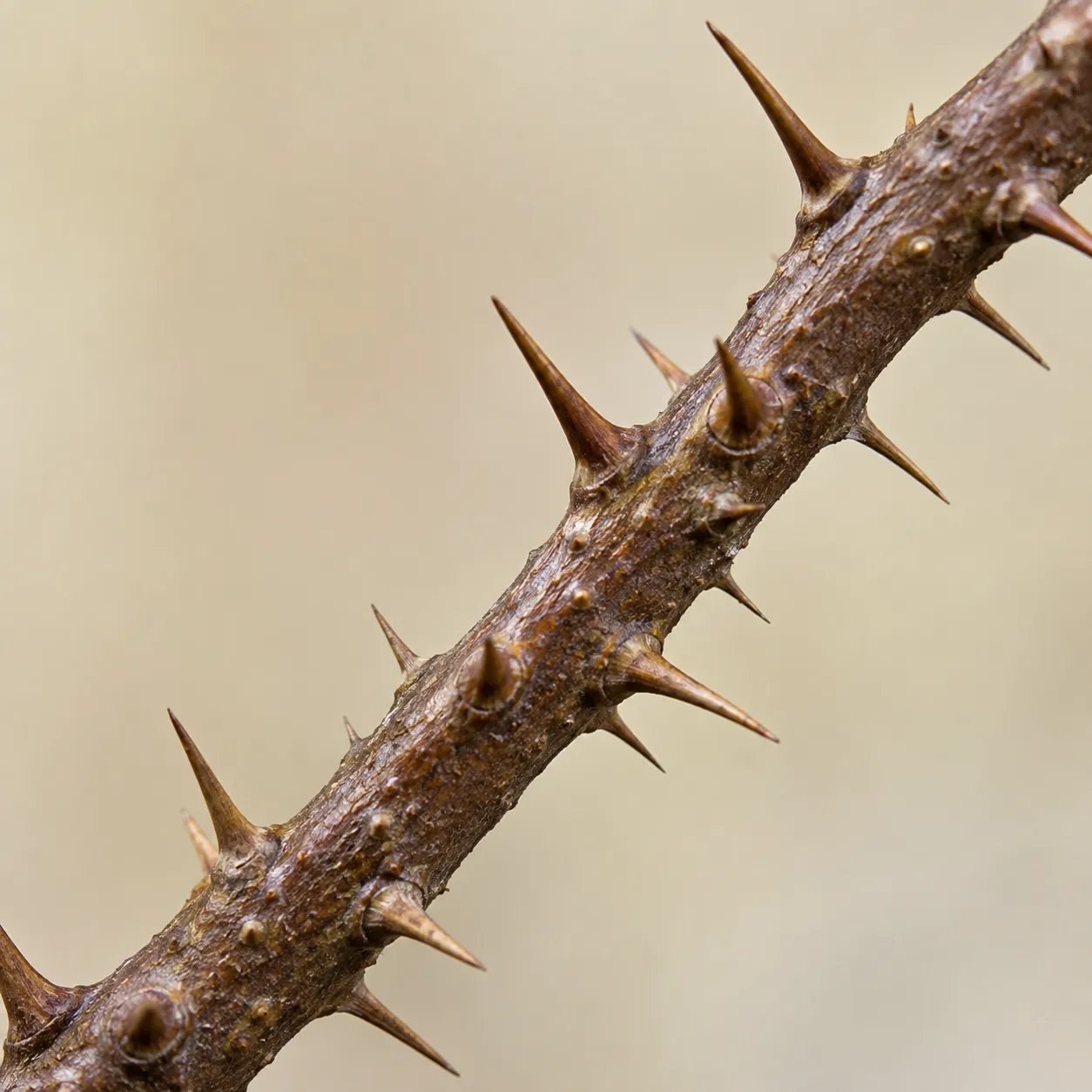 thorny