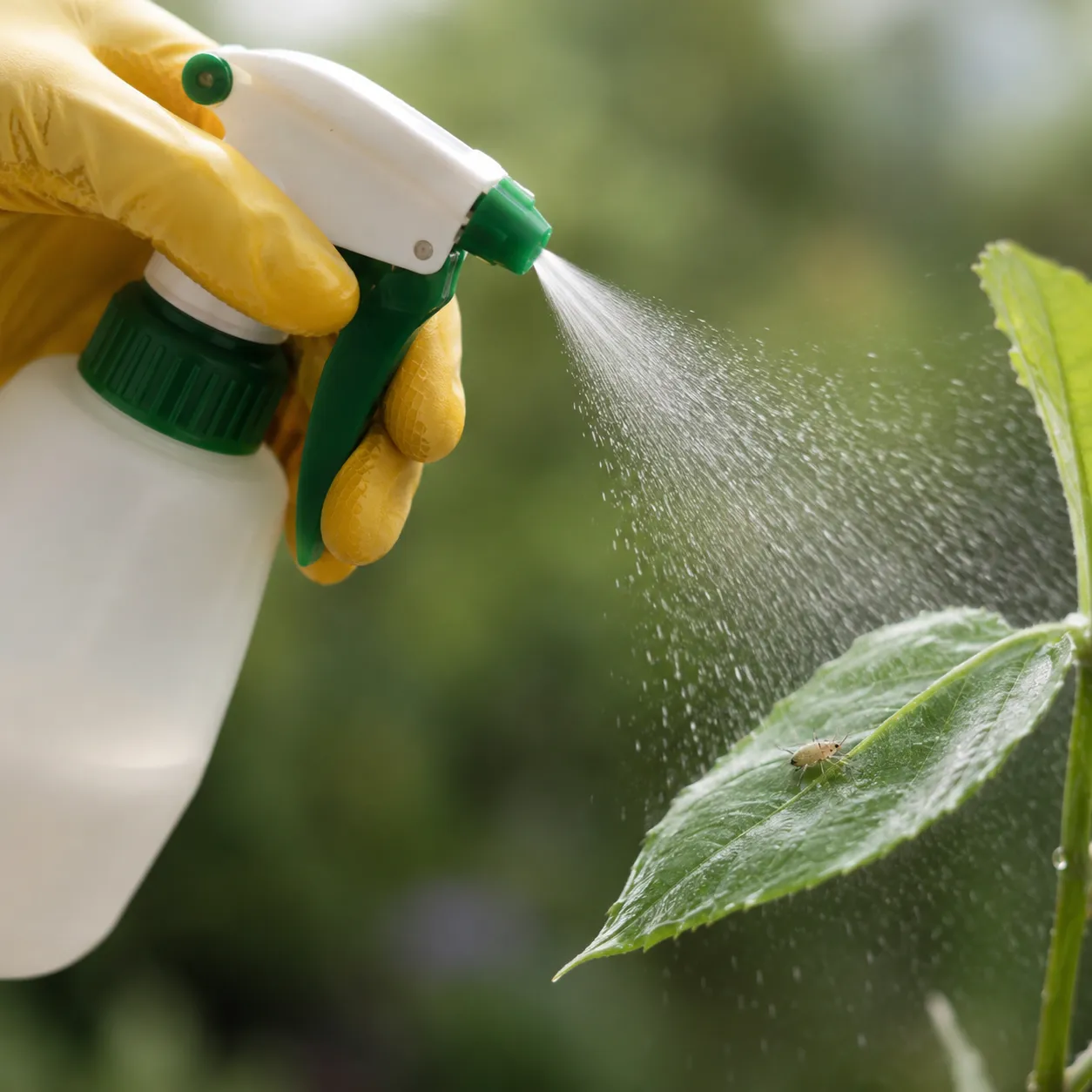 pesticide