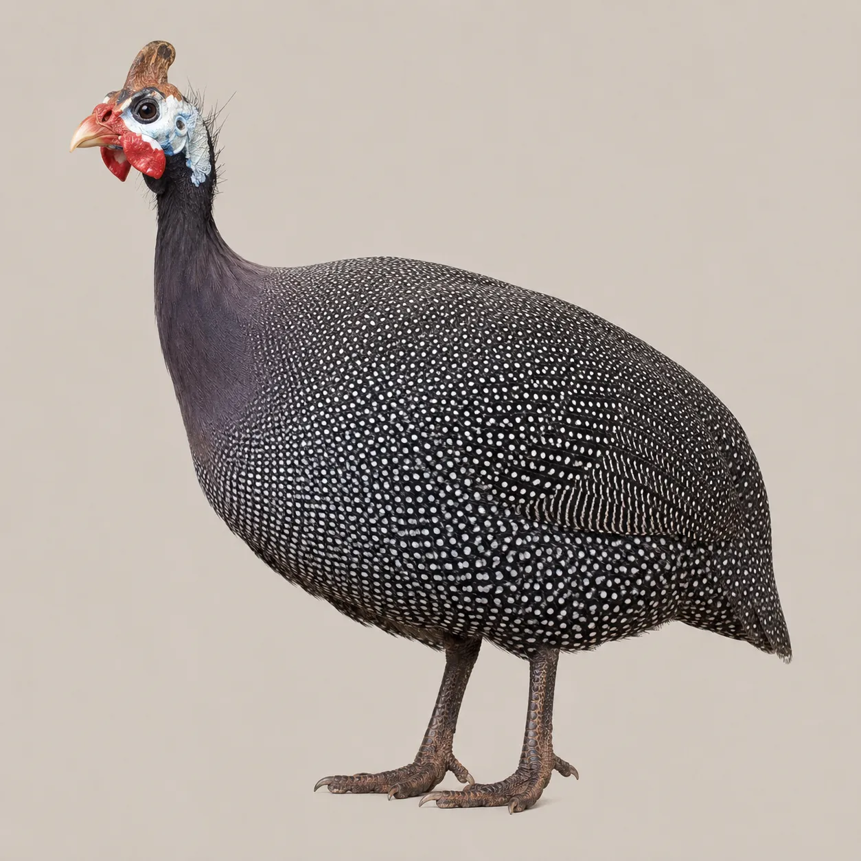 guinea fowl