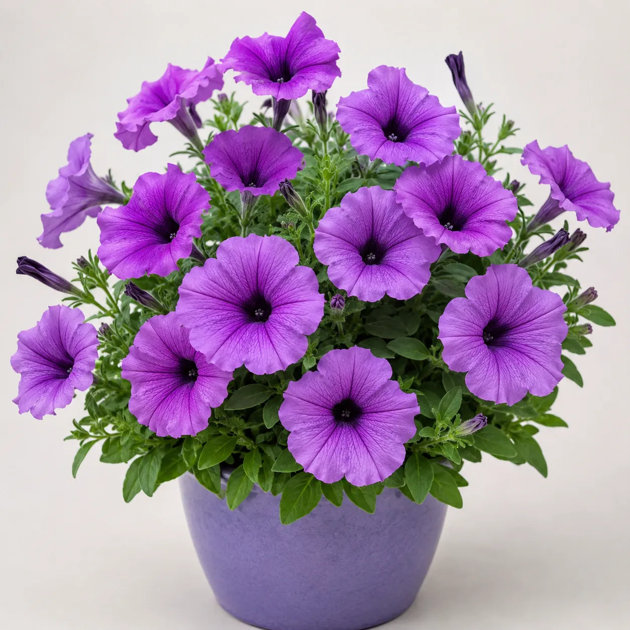 petunia
