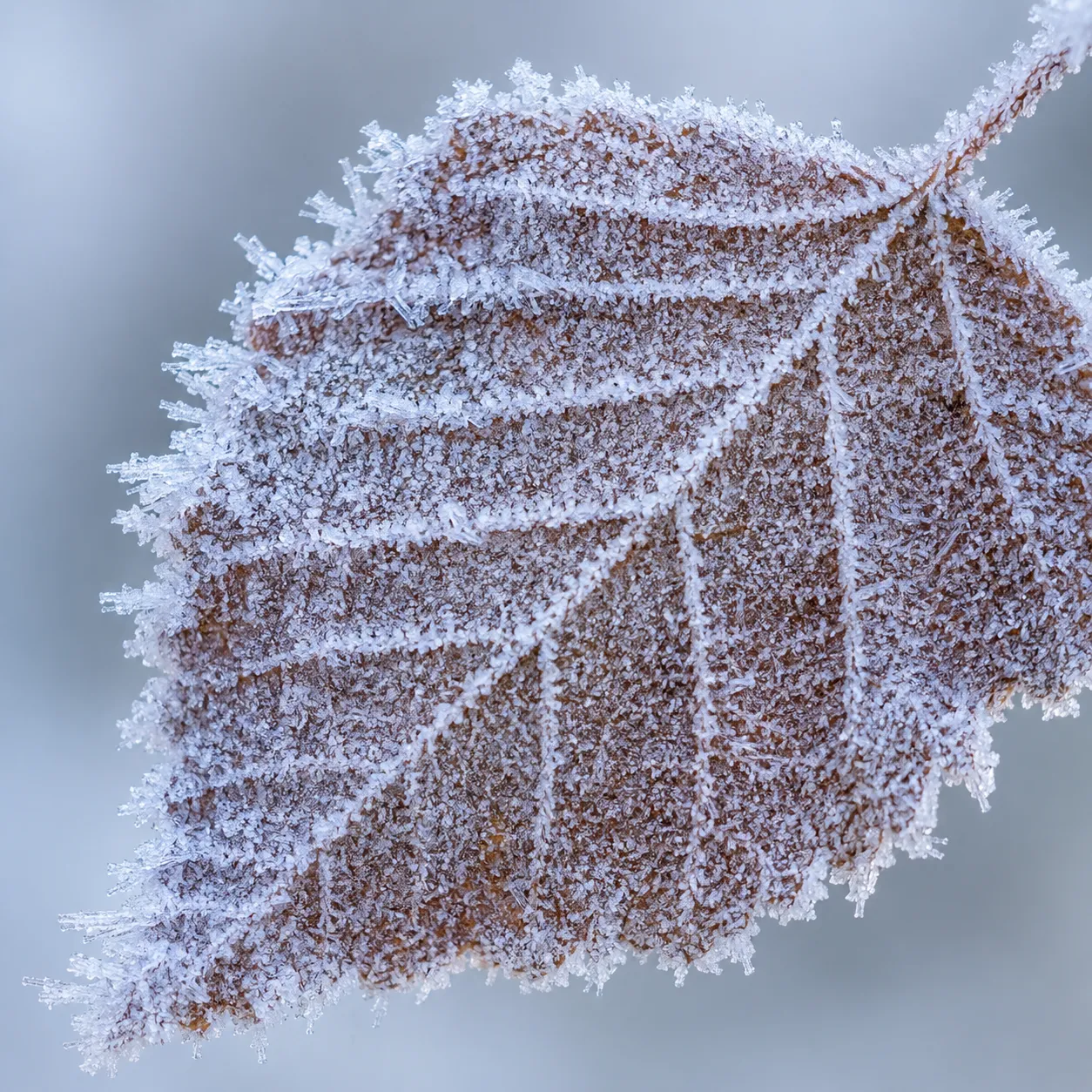 frost