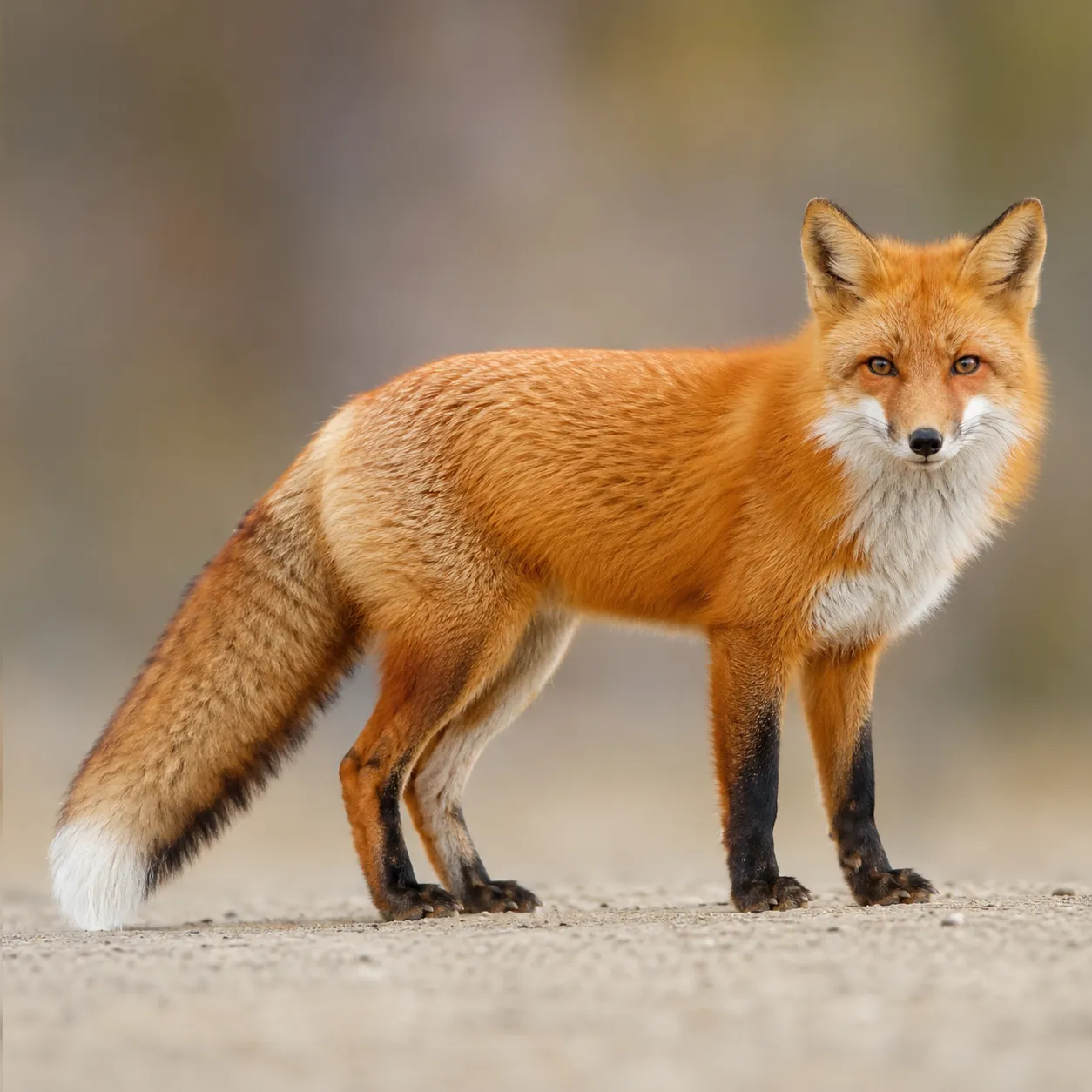 fox