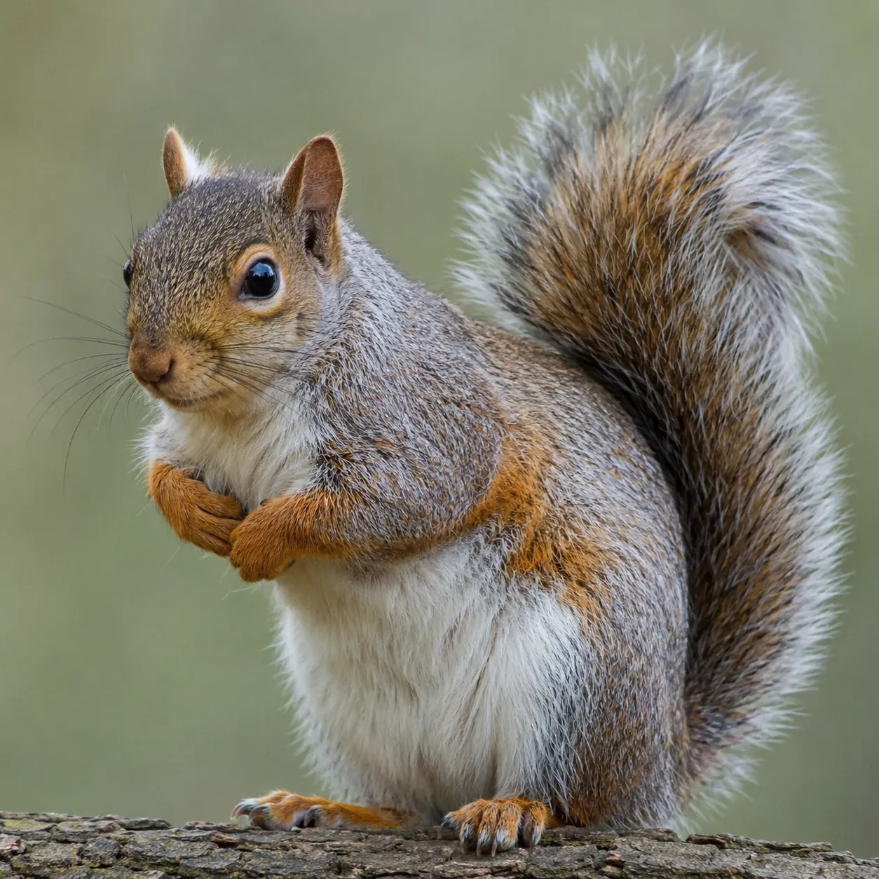 squirrel