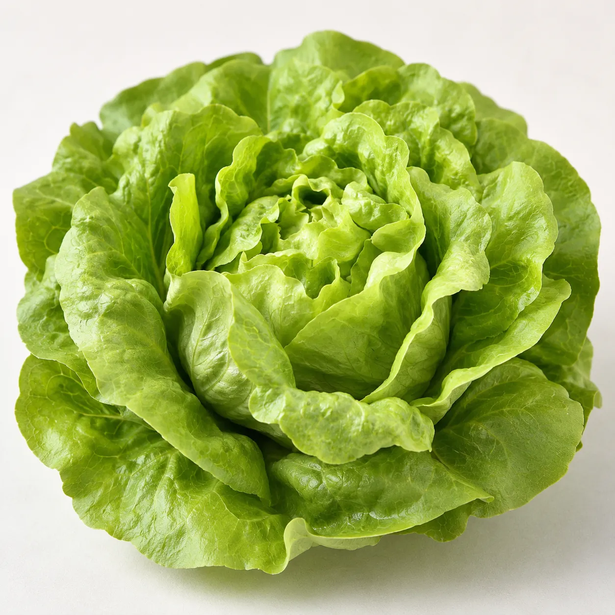 lettuce